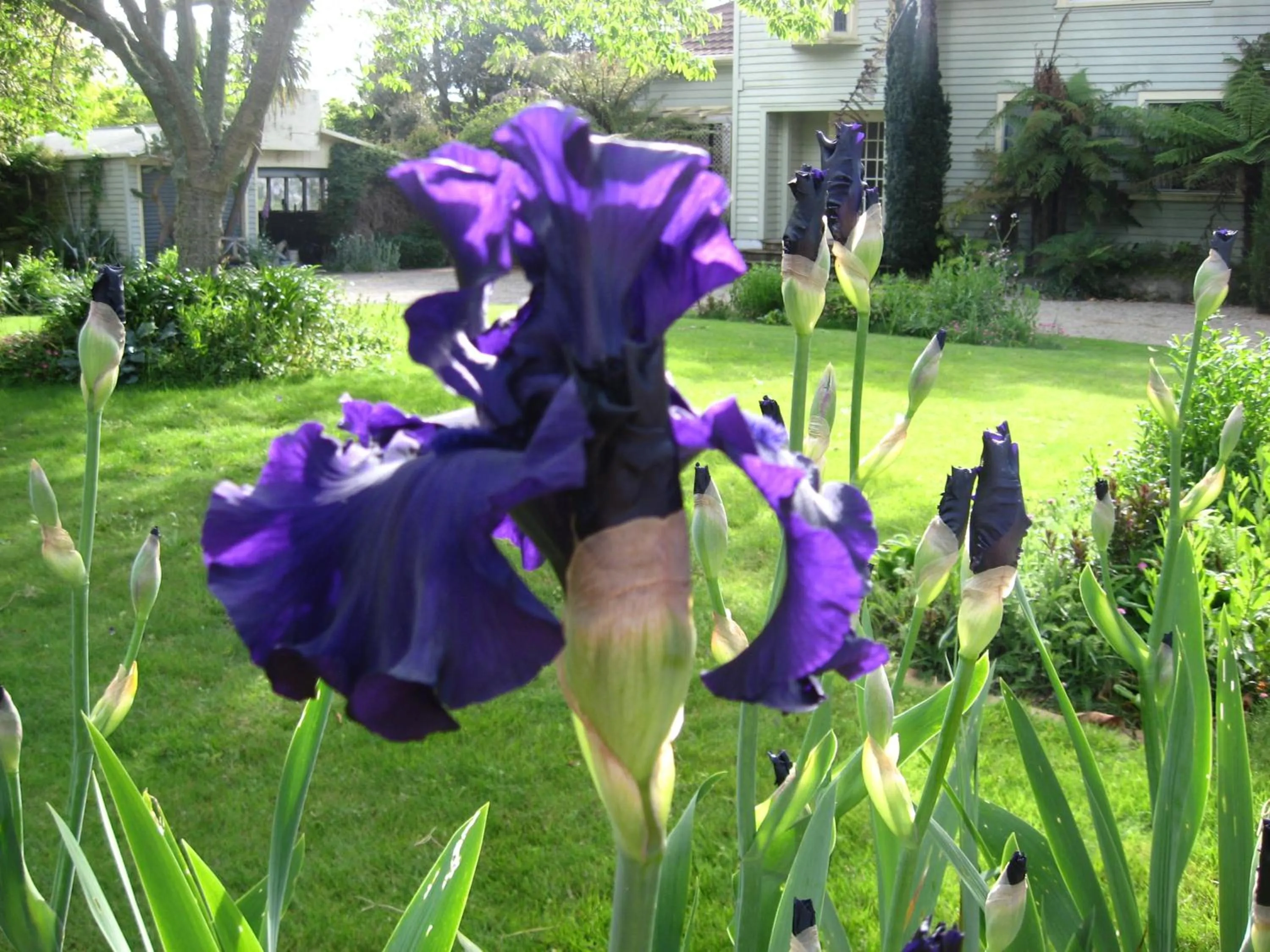 Garden in English Cherry Tree Manor