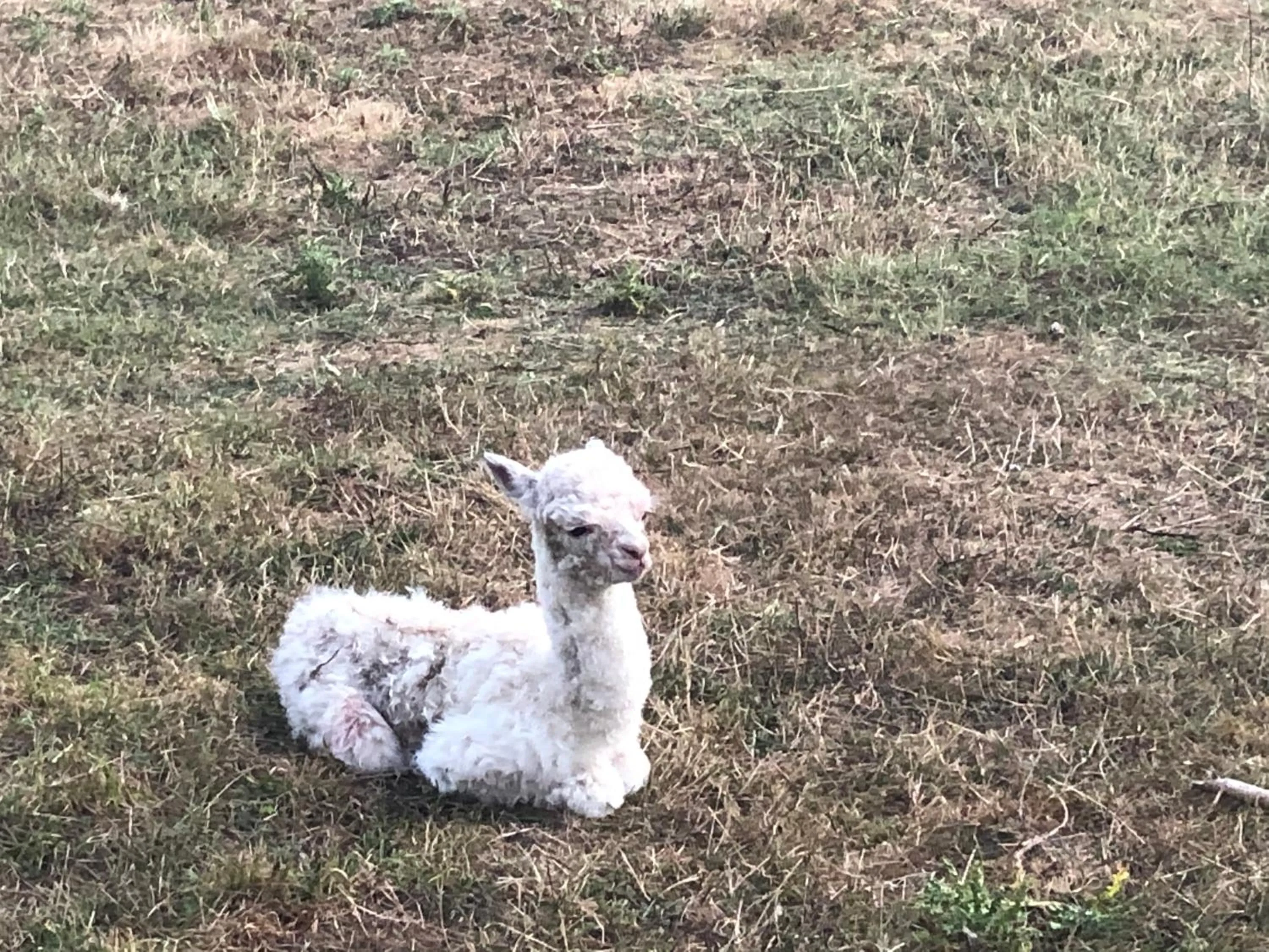 Animals in English Cherry Tree Manor