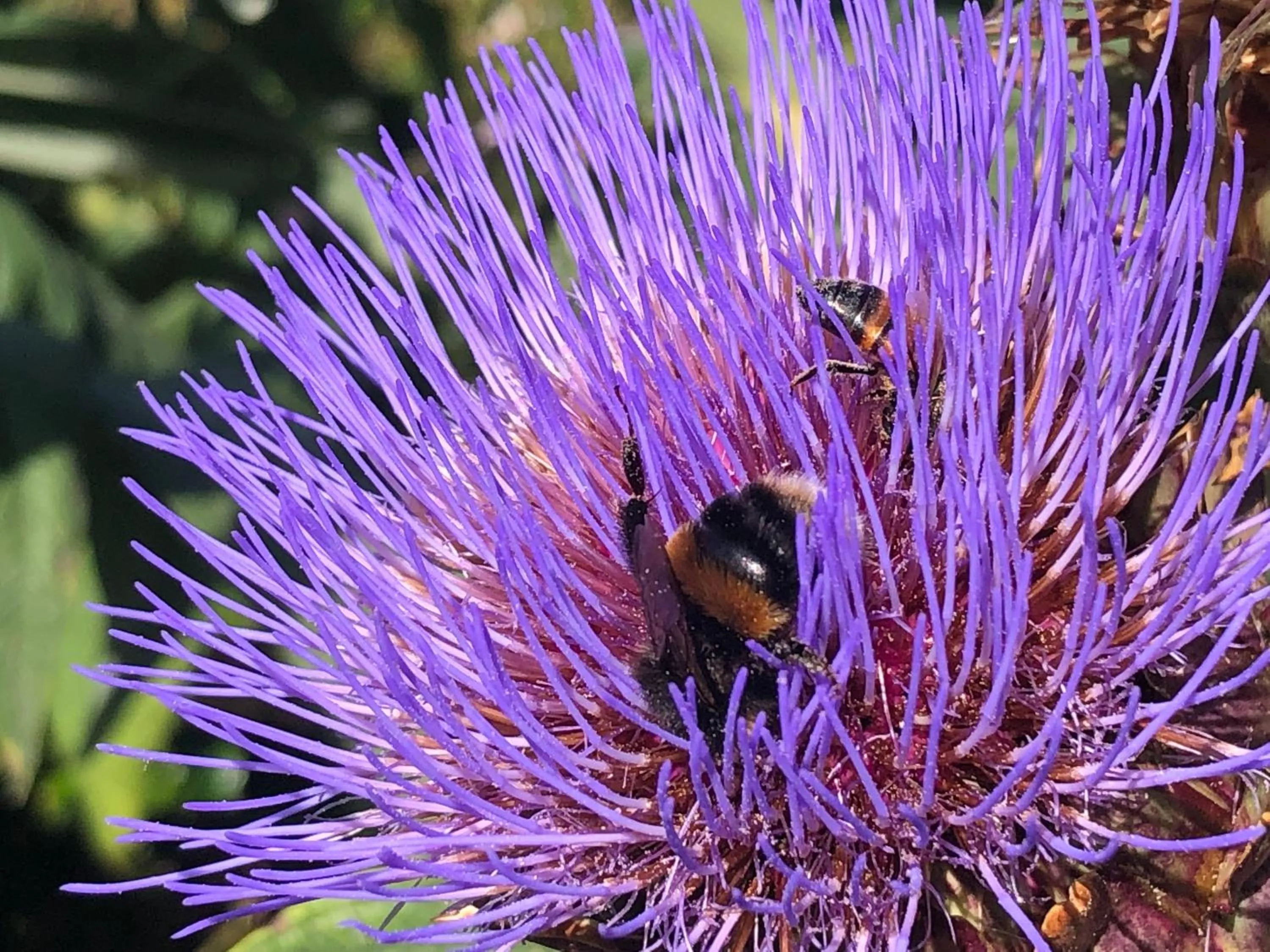 Garden in English Cherry Tree Manor