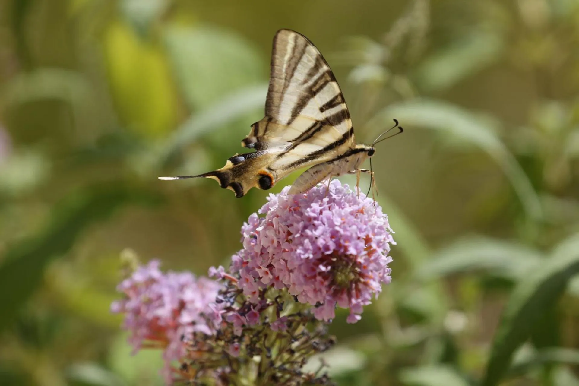 Garden in Villa Foia Vella - adults only