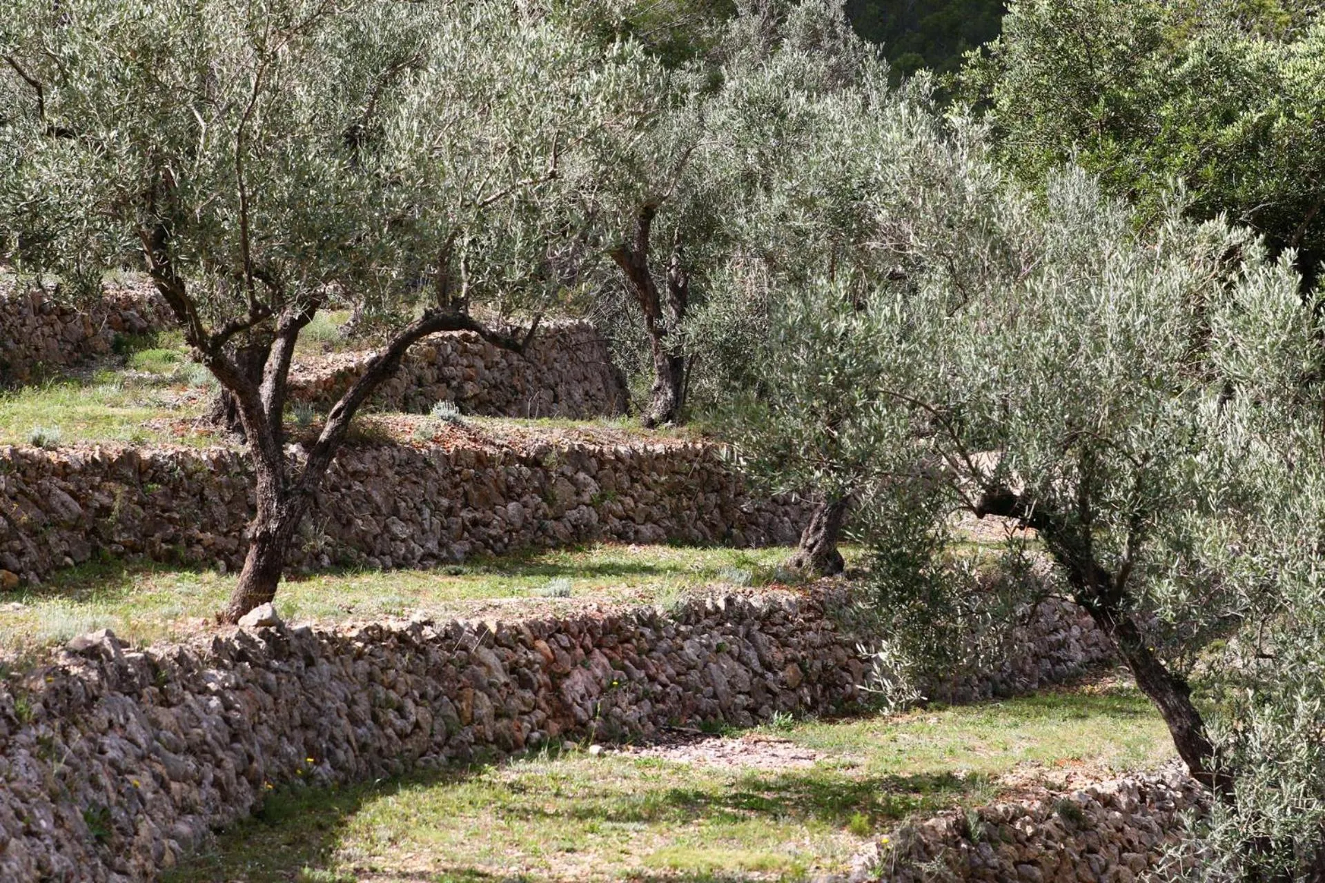 Natural landscape in Villa Foia Vella - adults only