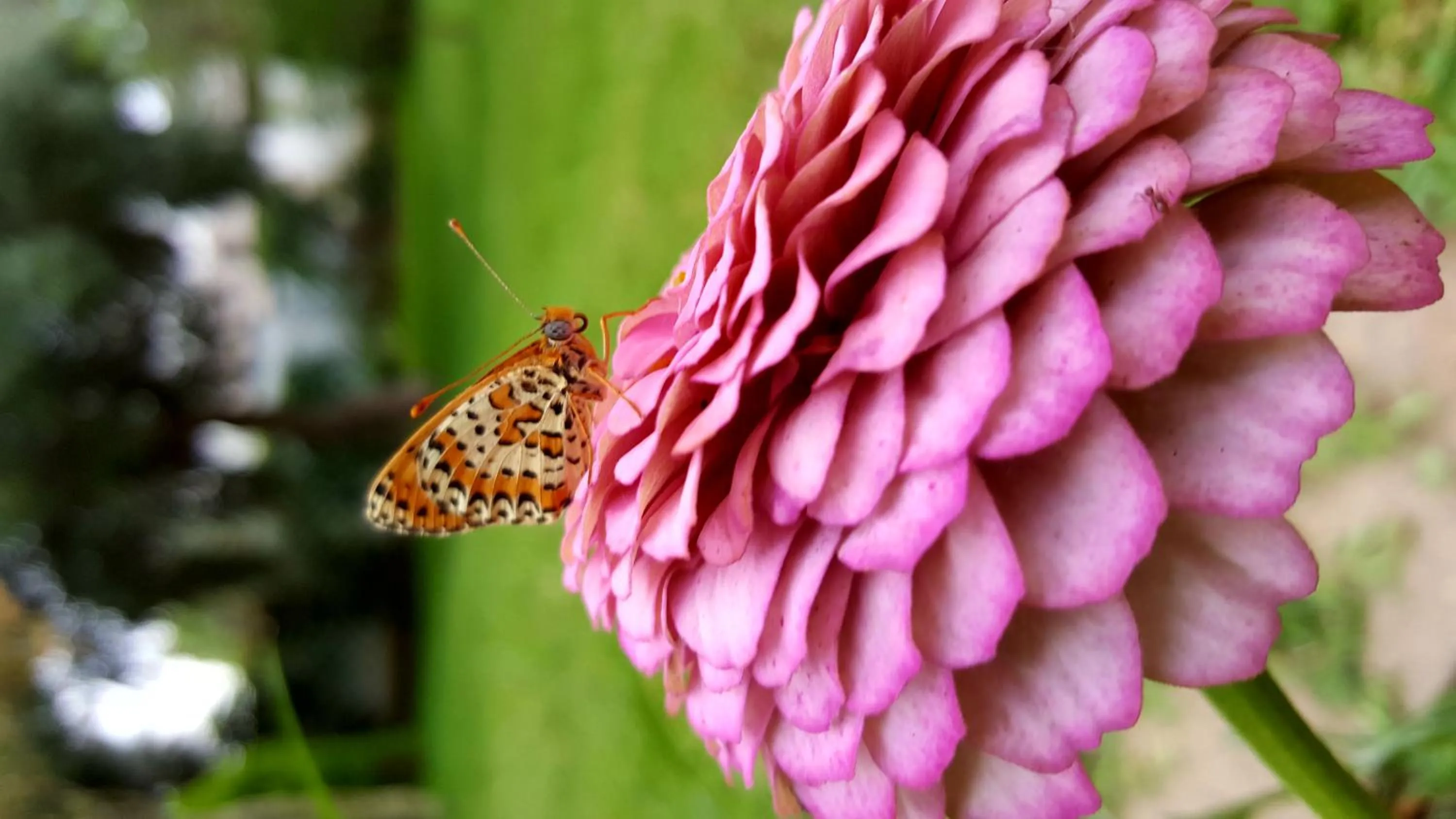 Animals in Giardino Dei Suoni B&B