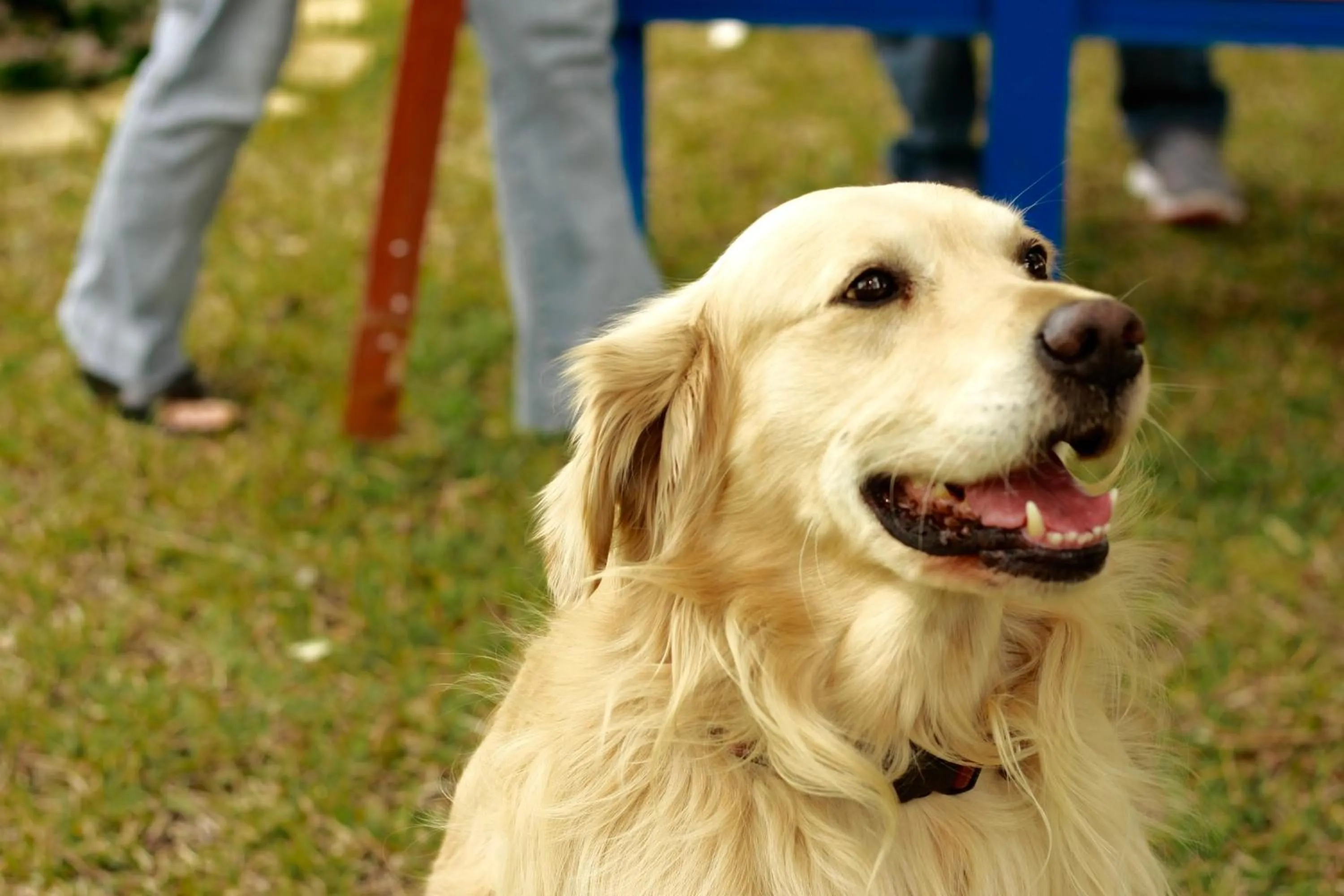 Pets in Giardino Dei Suoni B&B