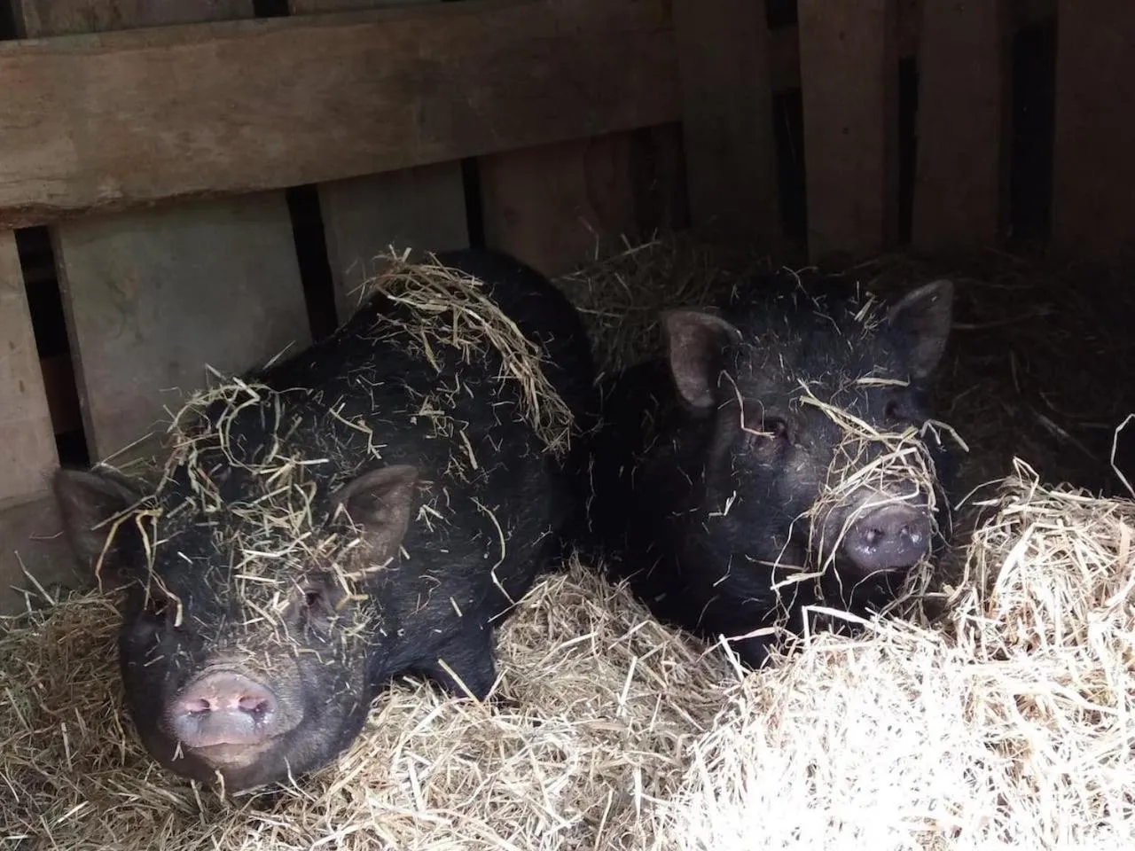 Pets in Petit Château