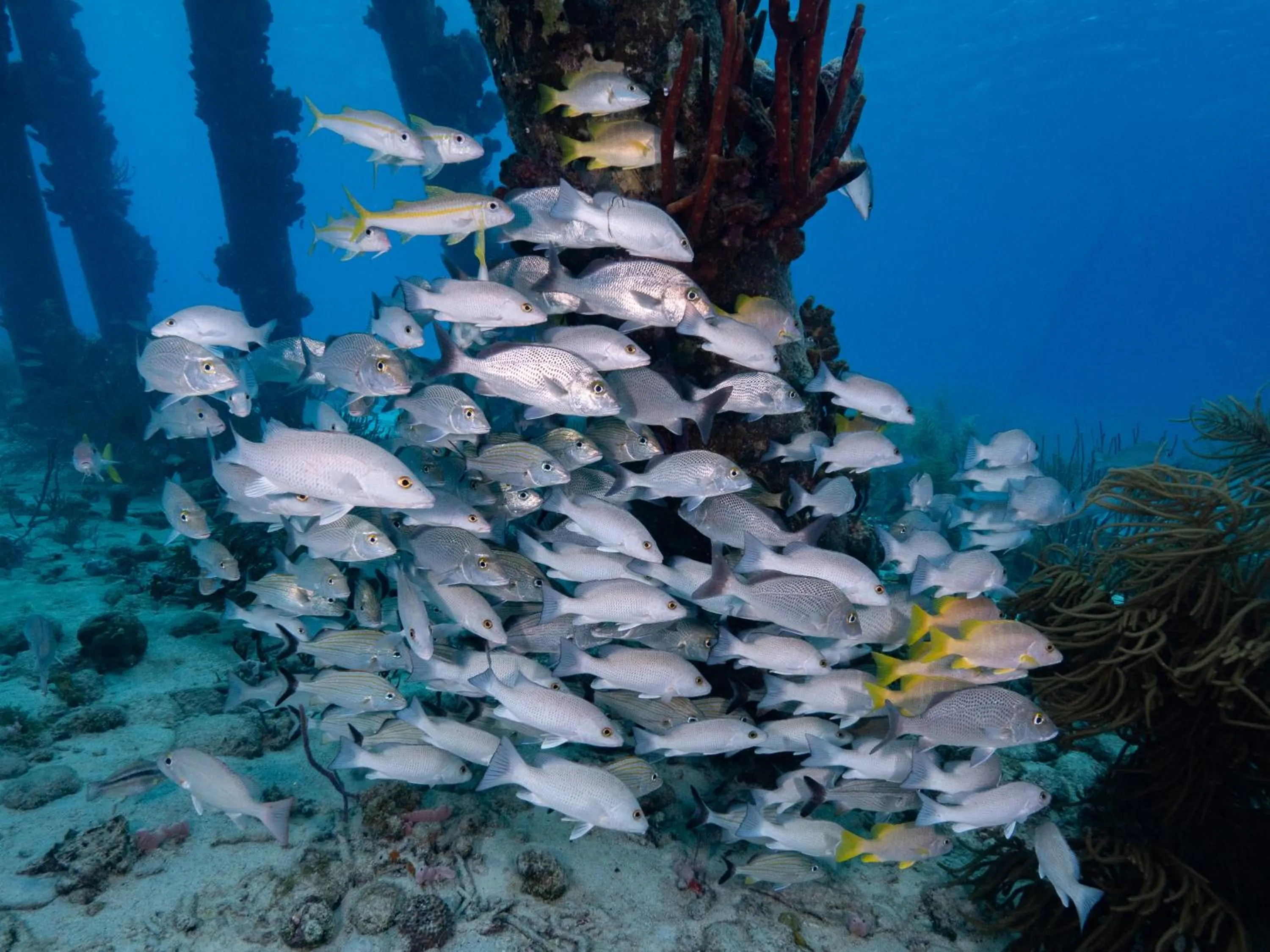 Grand Windsock Bonaire