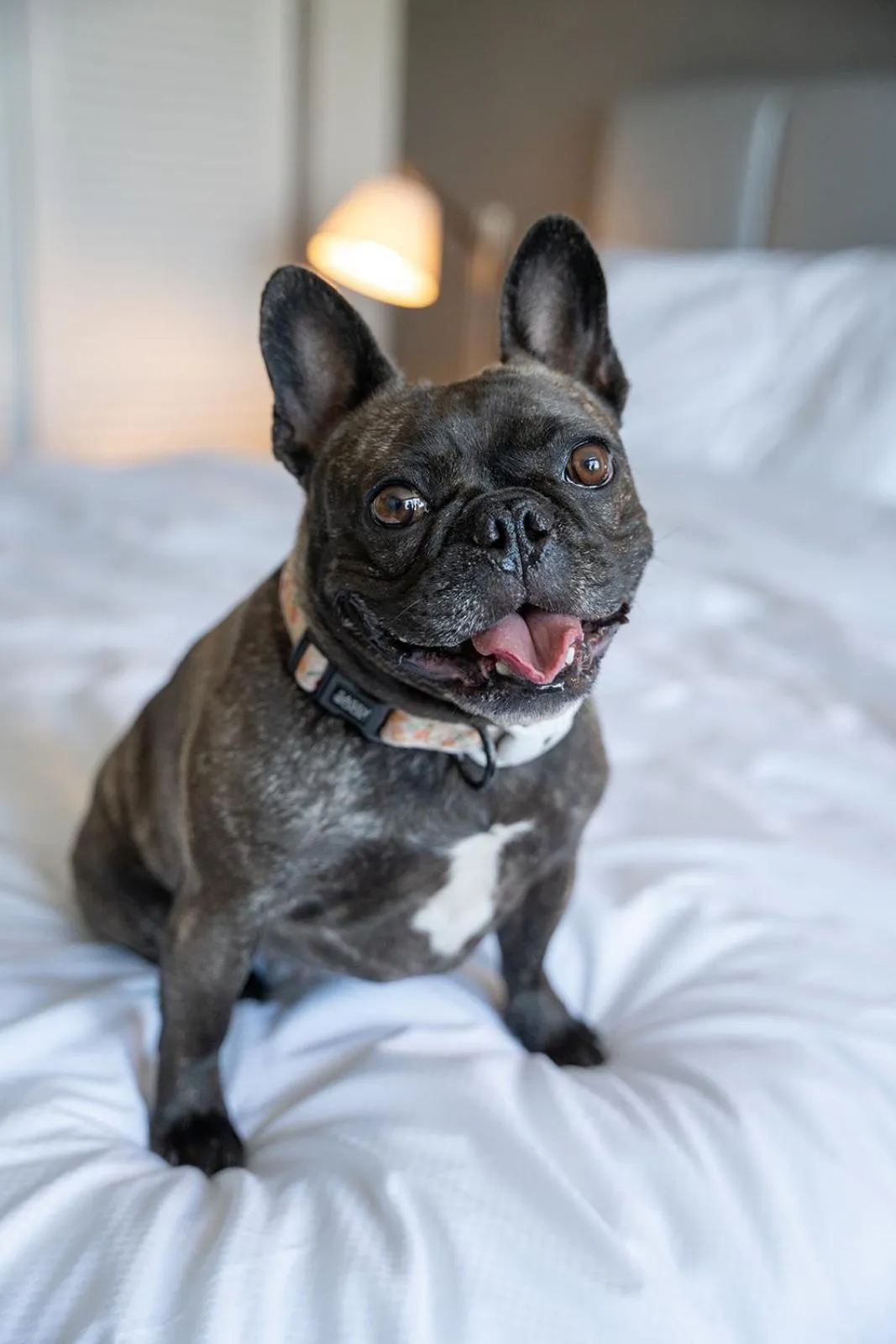 pet friendly in The River Inn