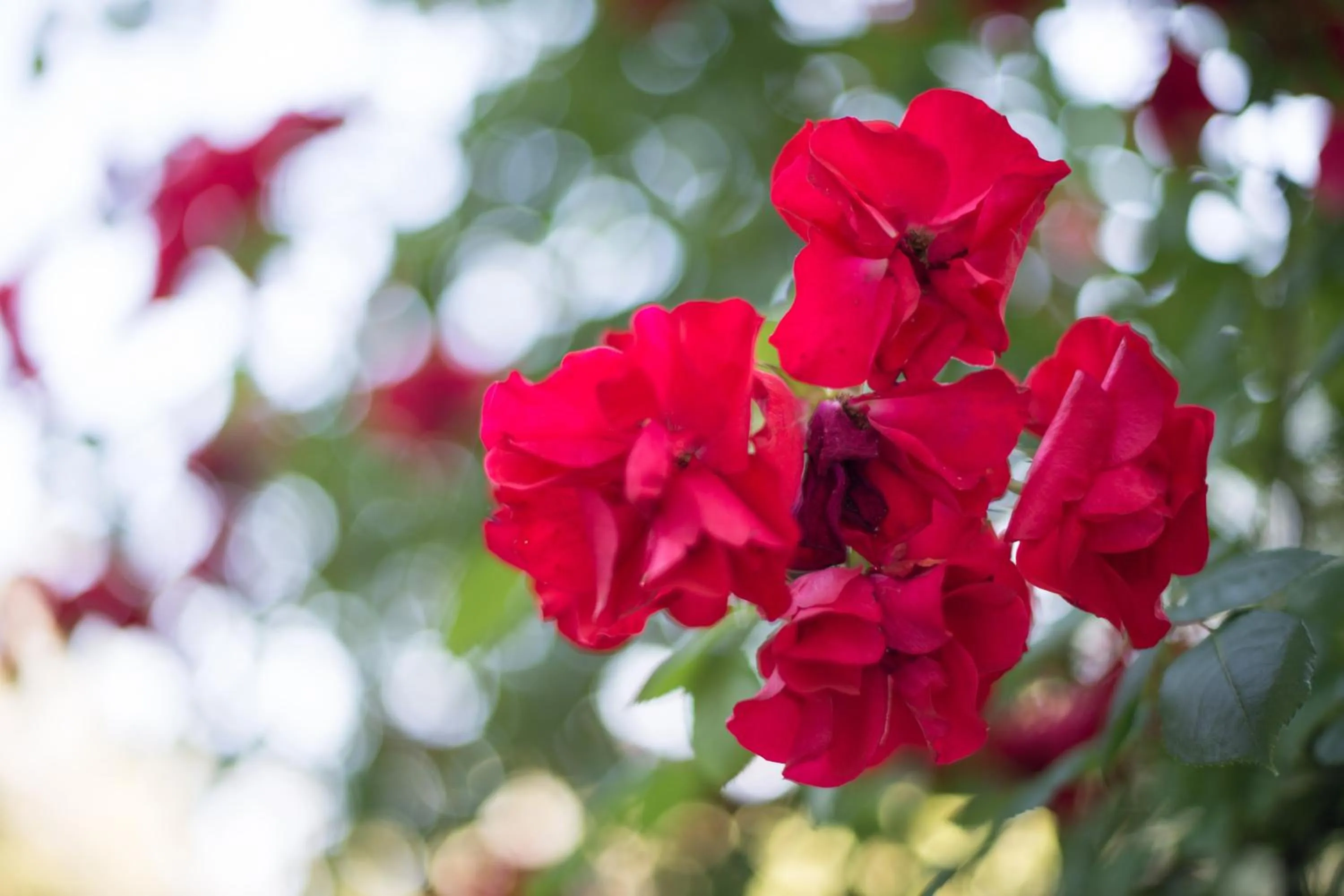 Garden in B&B Le Dimore Mezza Costa