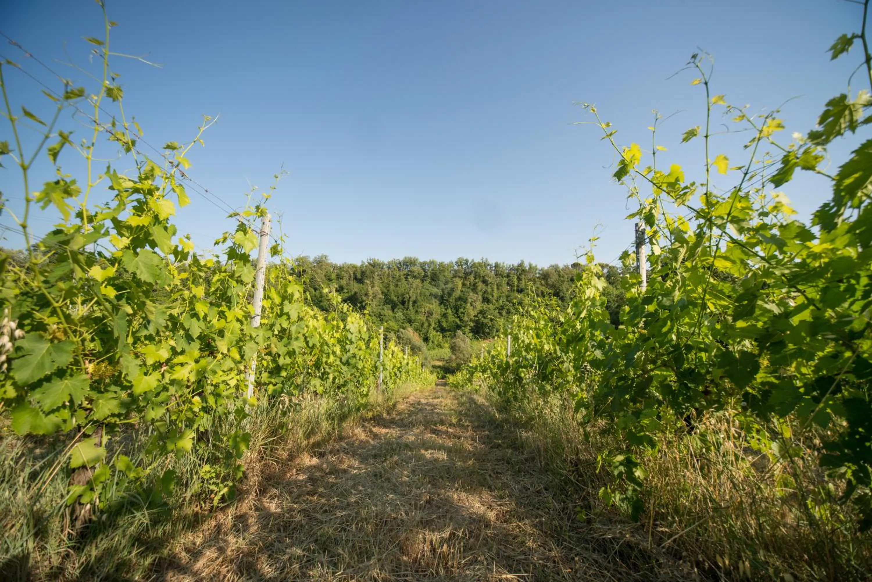 Natural landscape in B&B Le Dimore Mezza Costa