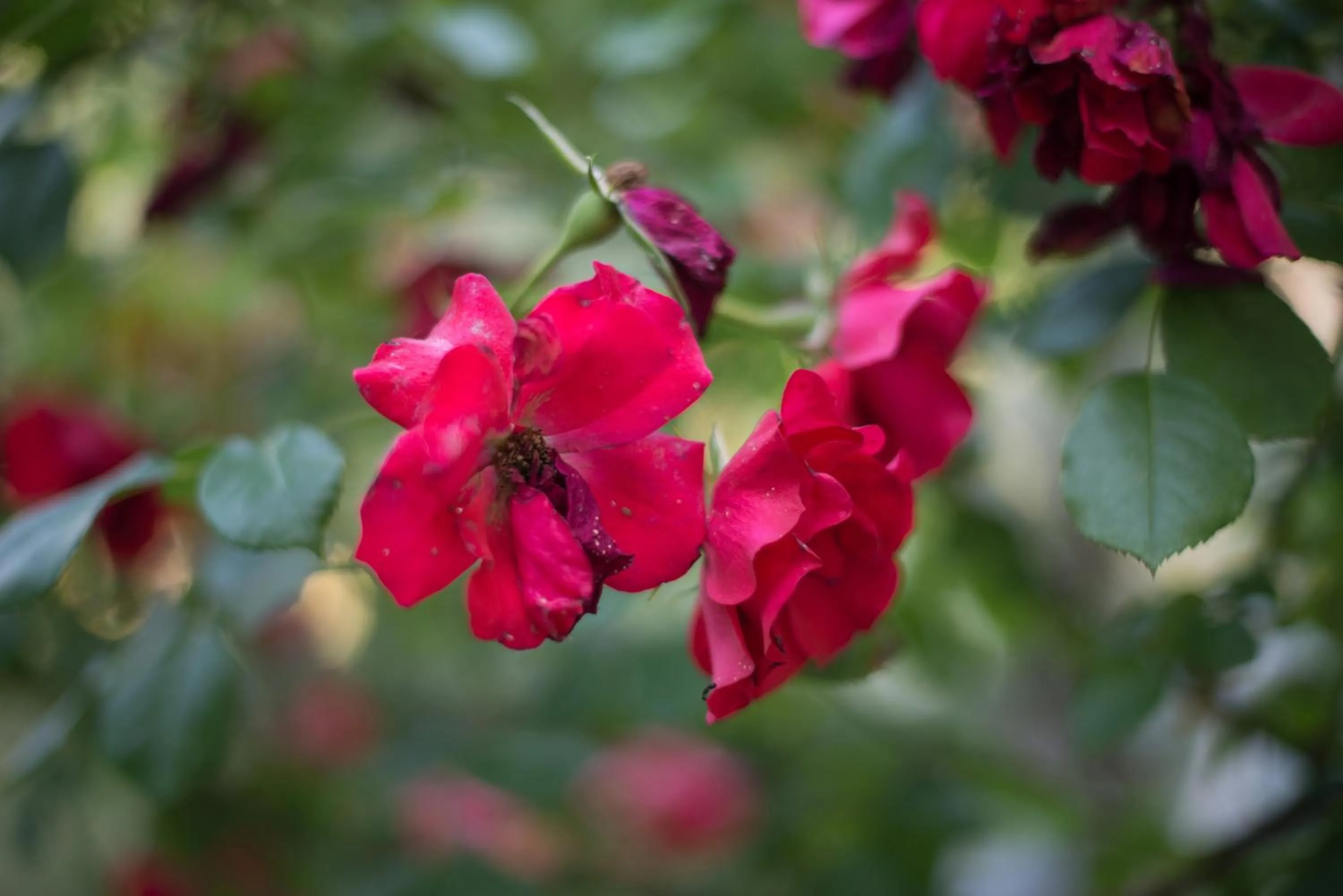 Garden in B&B Le Dimore Mezza Costa