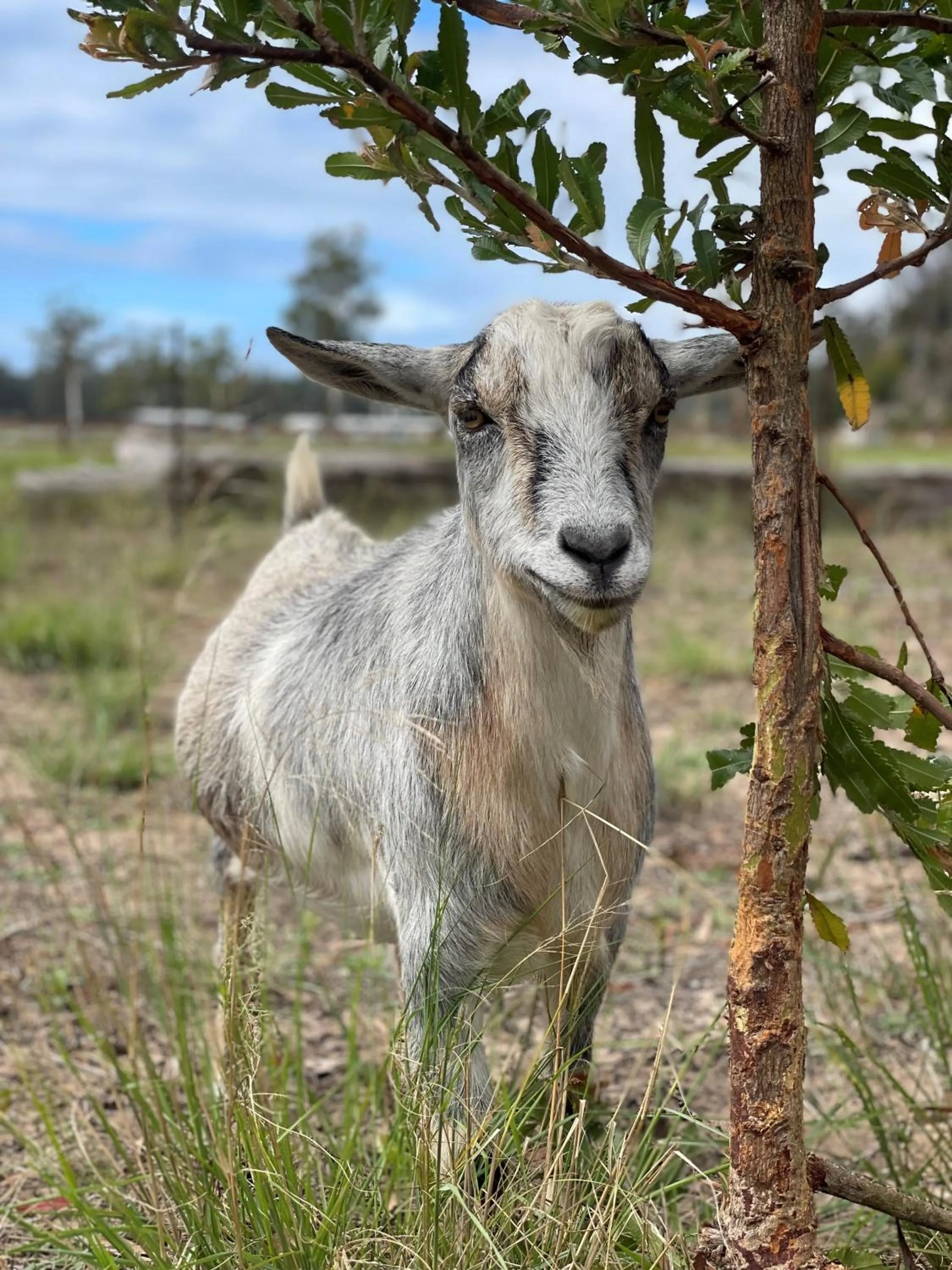 Animals in Boydtown Beach Holiday Park