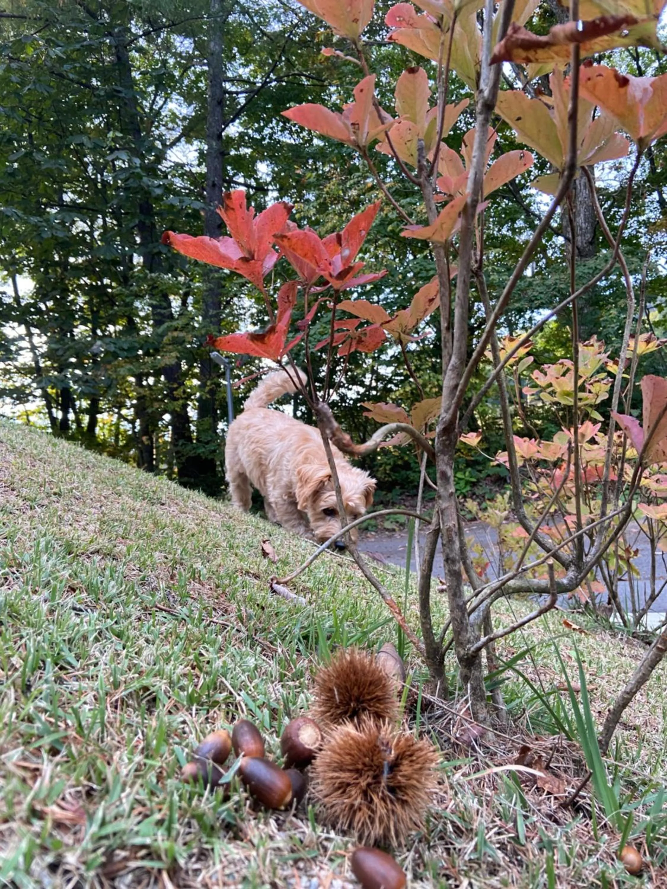 Pets in 白馬パウダーマウンテン