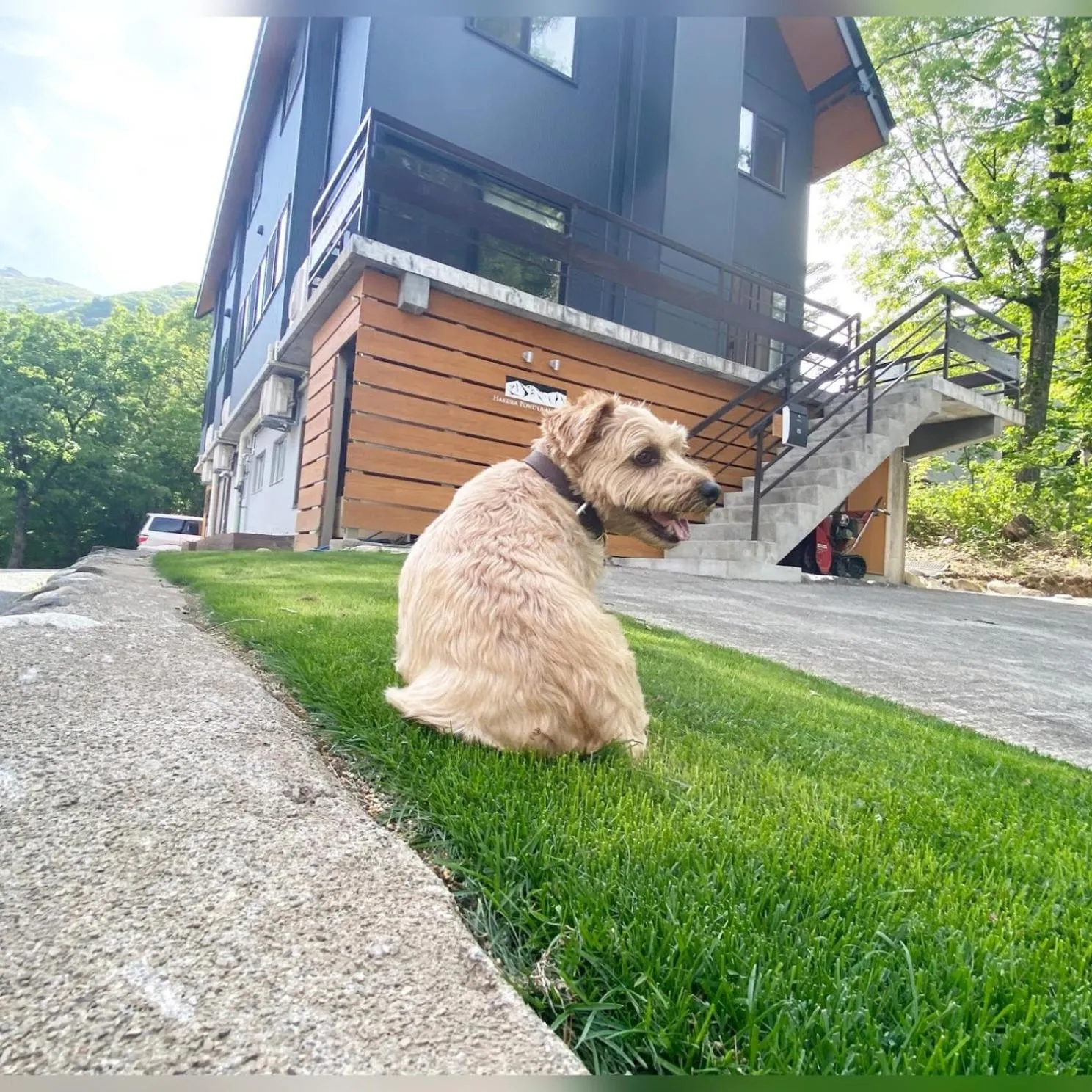 Pets in 白馬パウダーマウンテン