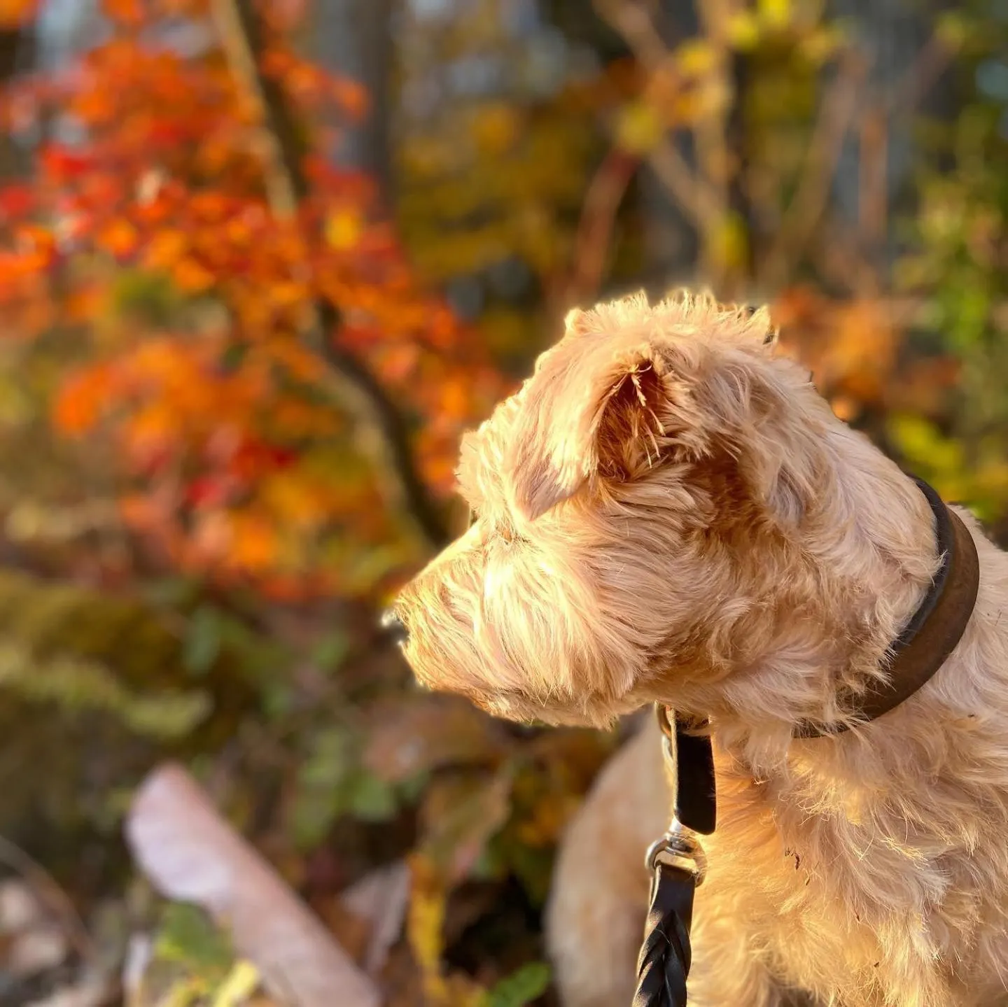 Pets in 白馬パウダーマウンテン