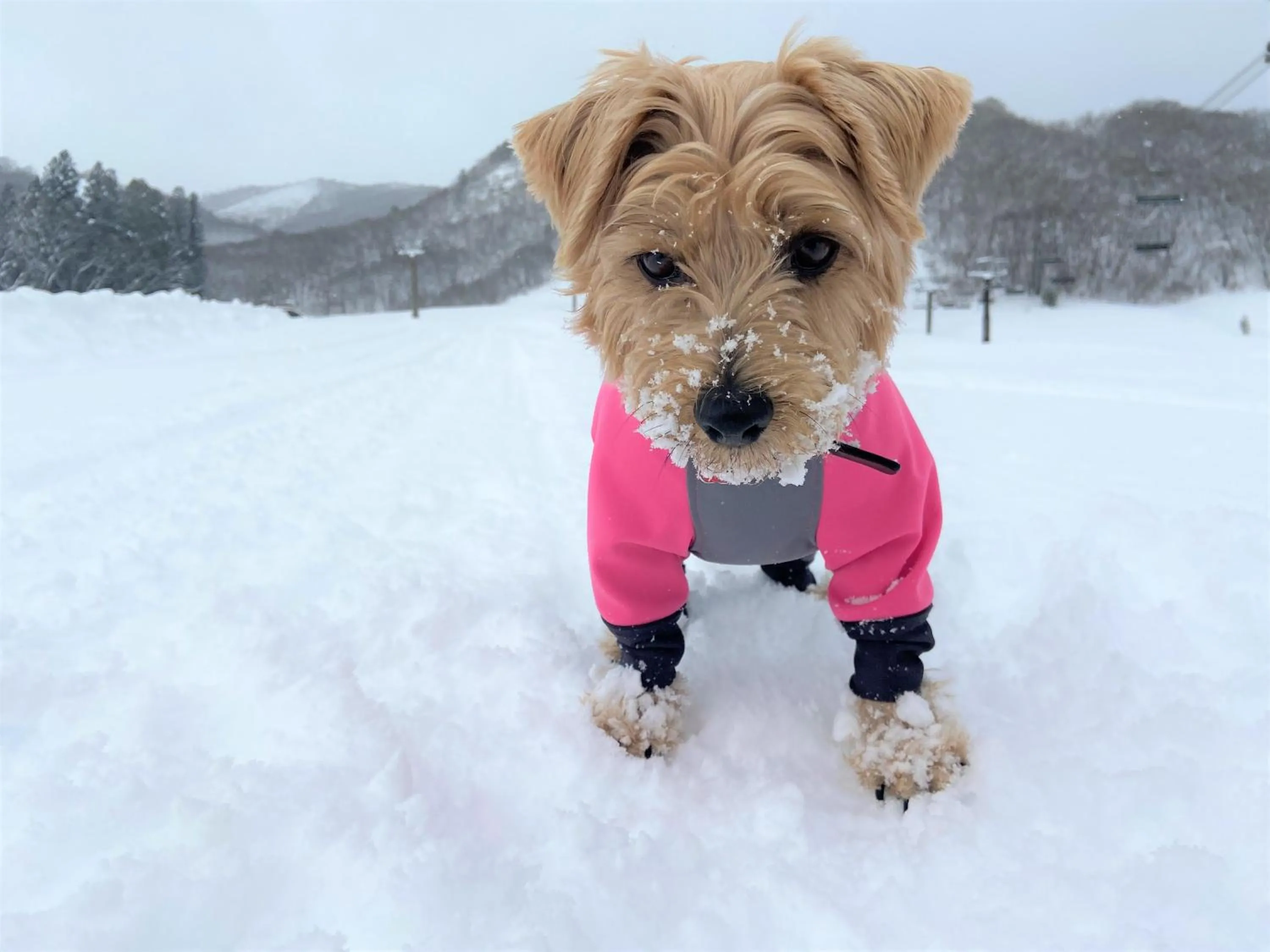 Natural landscape in 白馬パウダーマウンテン