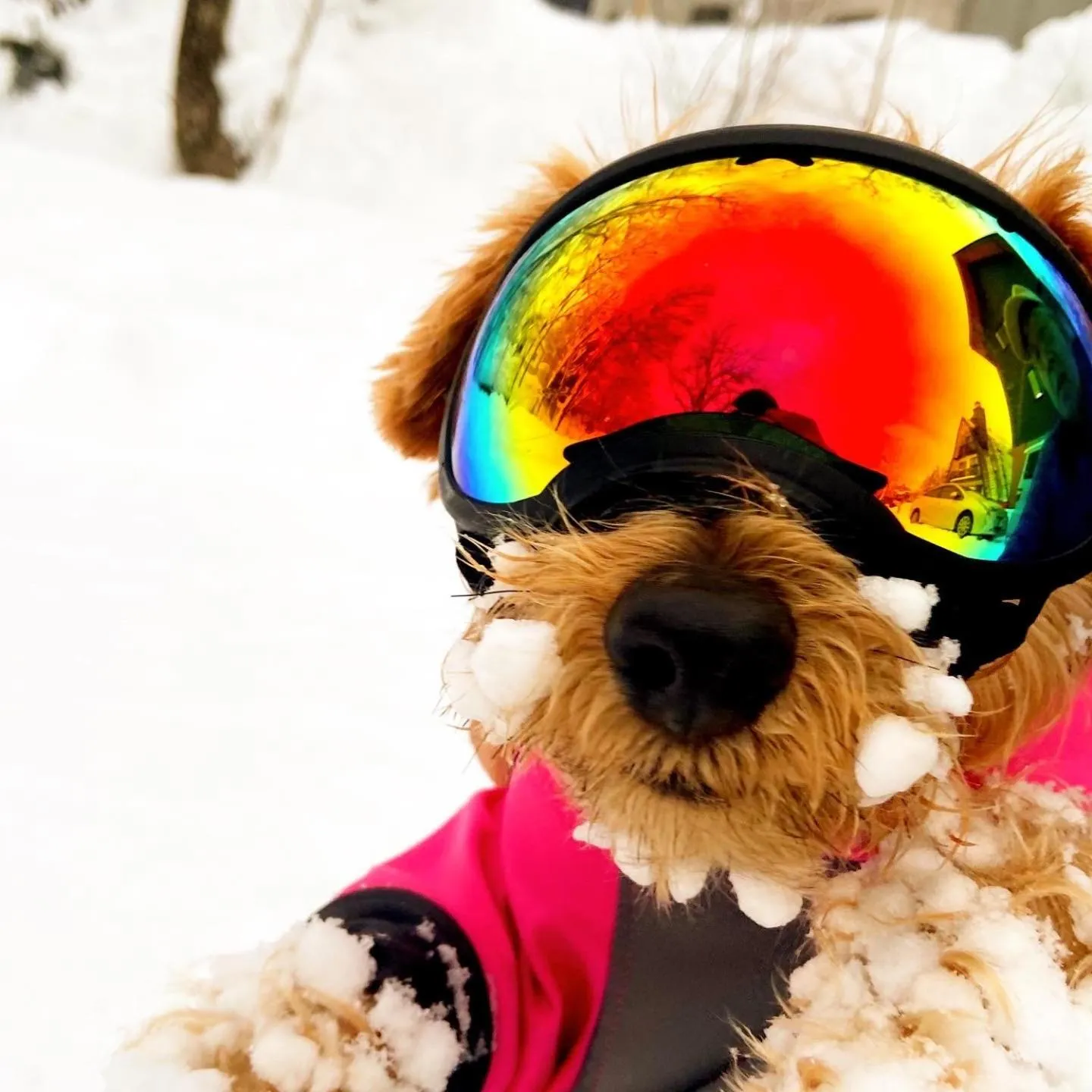 Winter in 白馬パウダーマウンテン