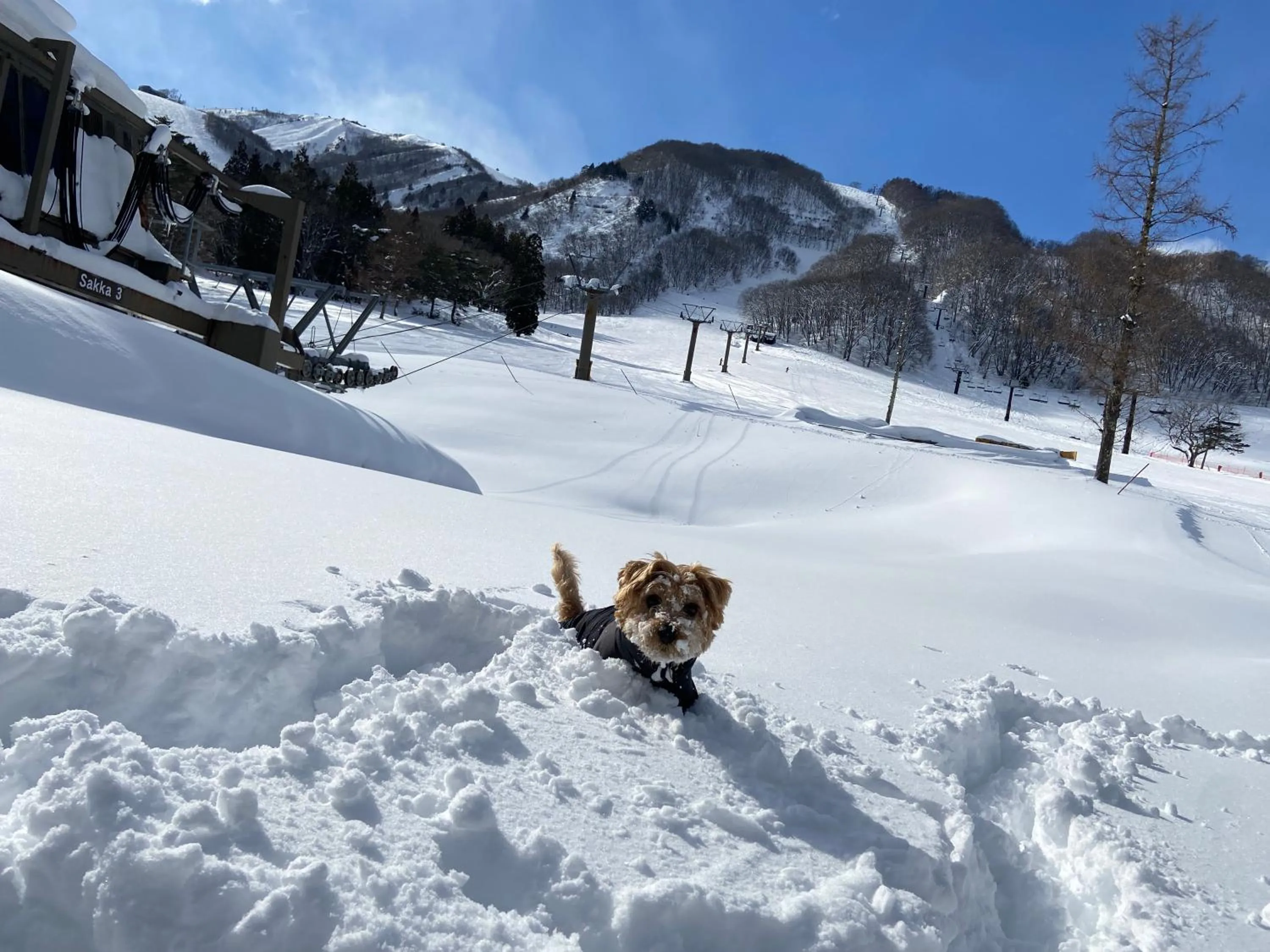 Property building in 白馬パウダーマウンテン