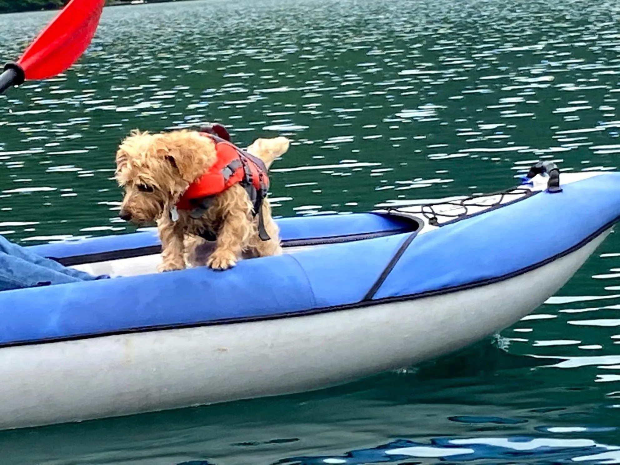 Natural landscape in 白馬パウダーマウンテン