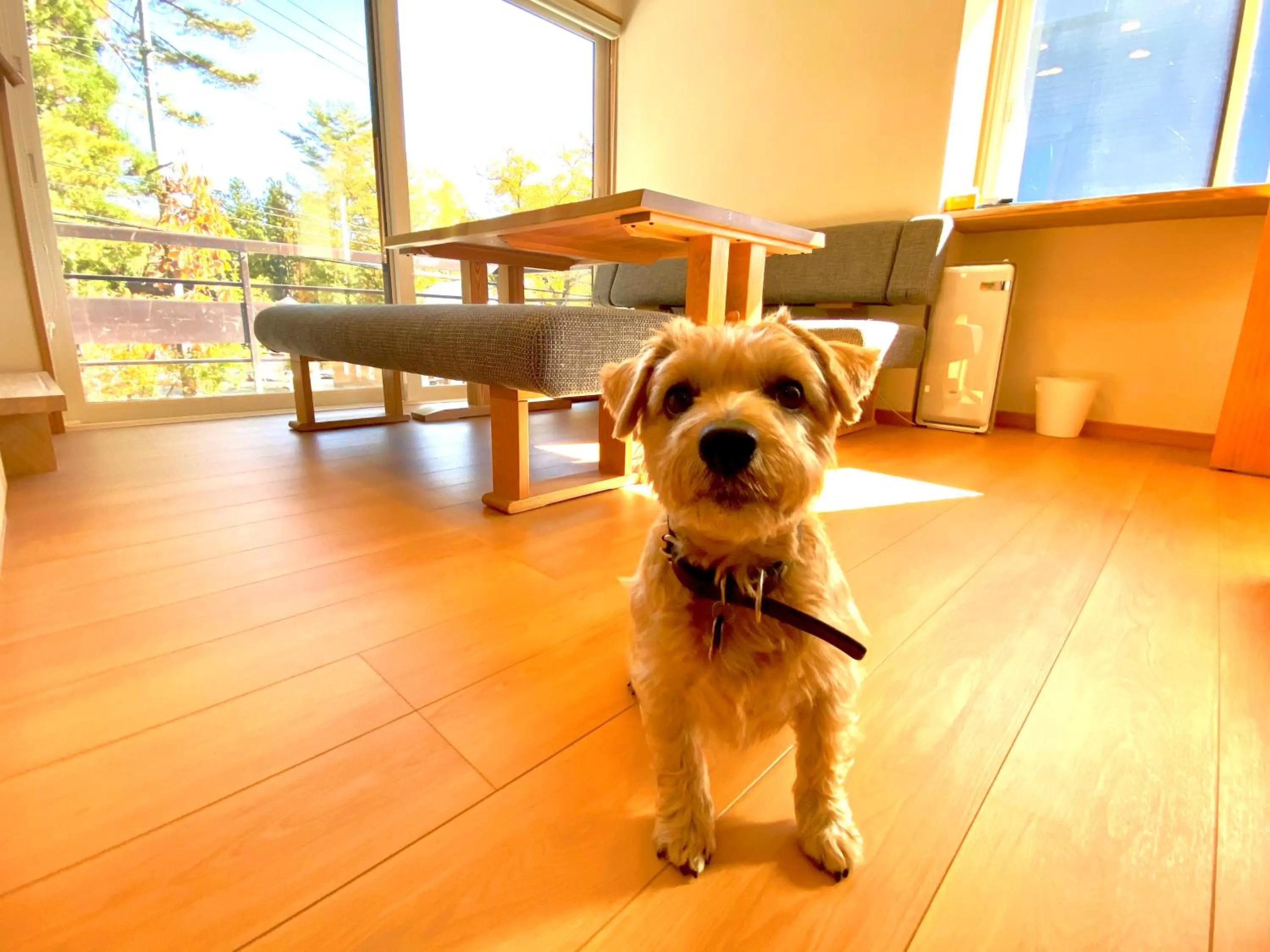 Pets in 白馬パウダーマウンテン