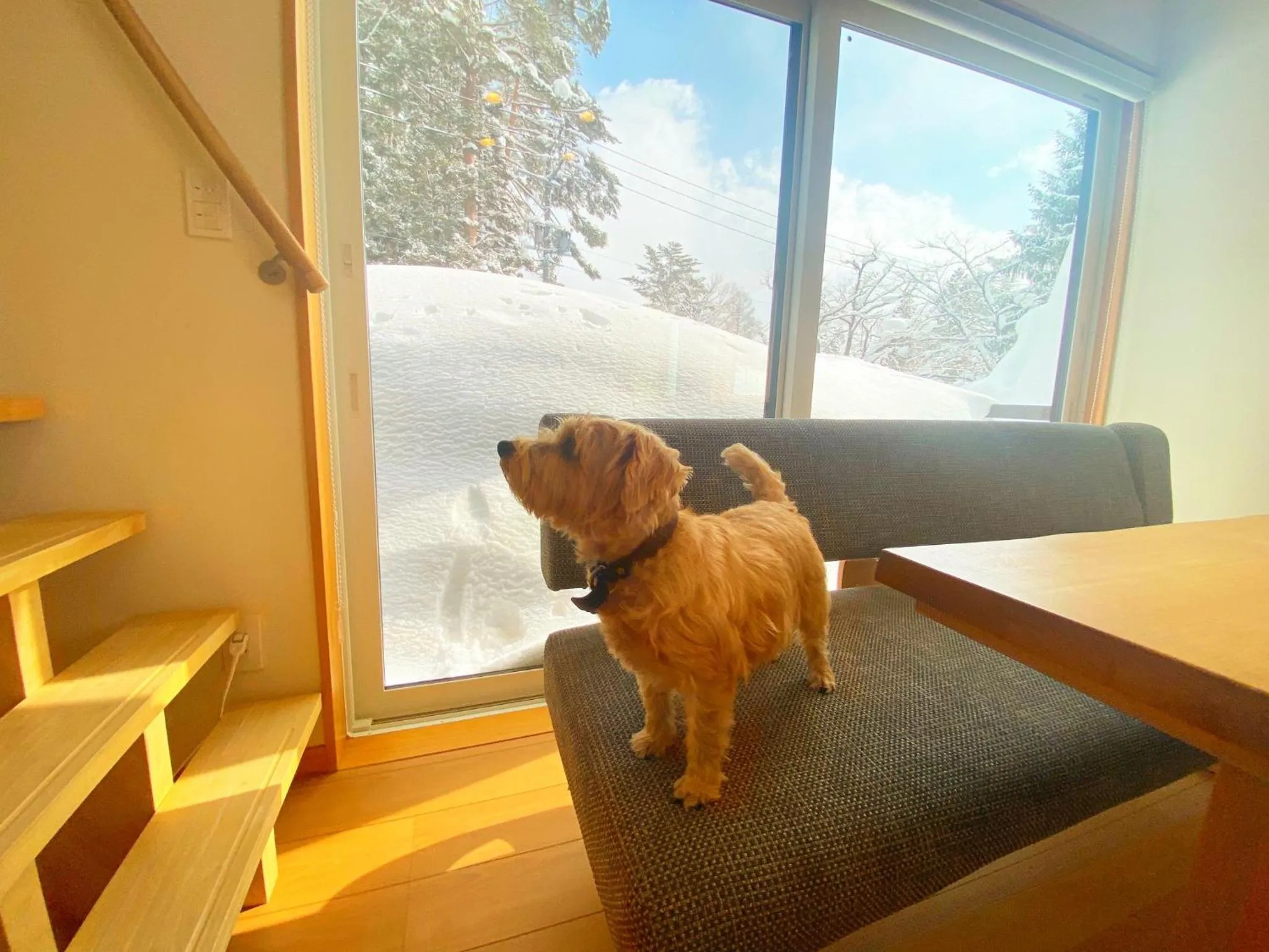 Pets in 白馬パウダーマウンテン