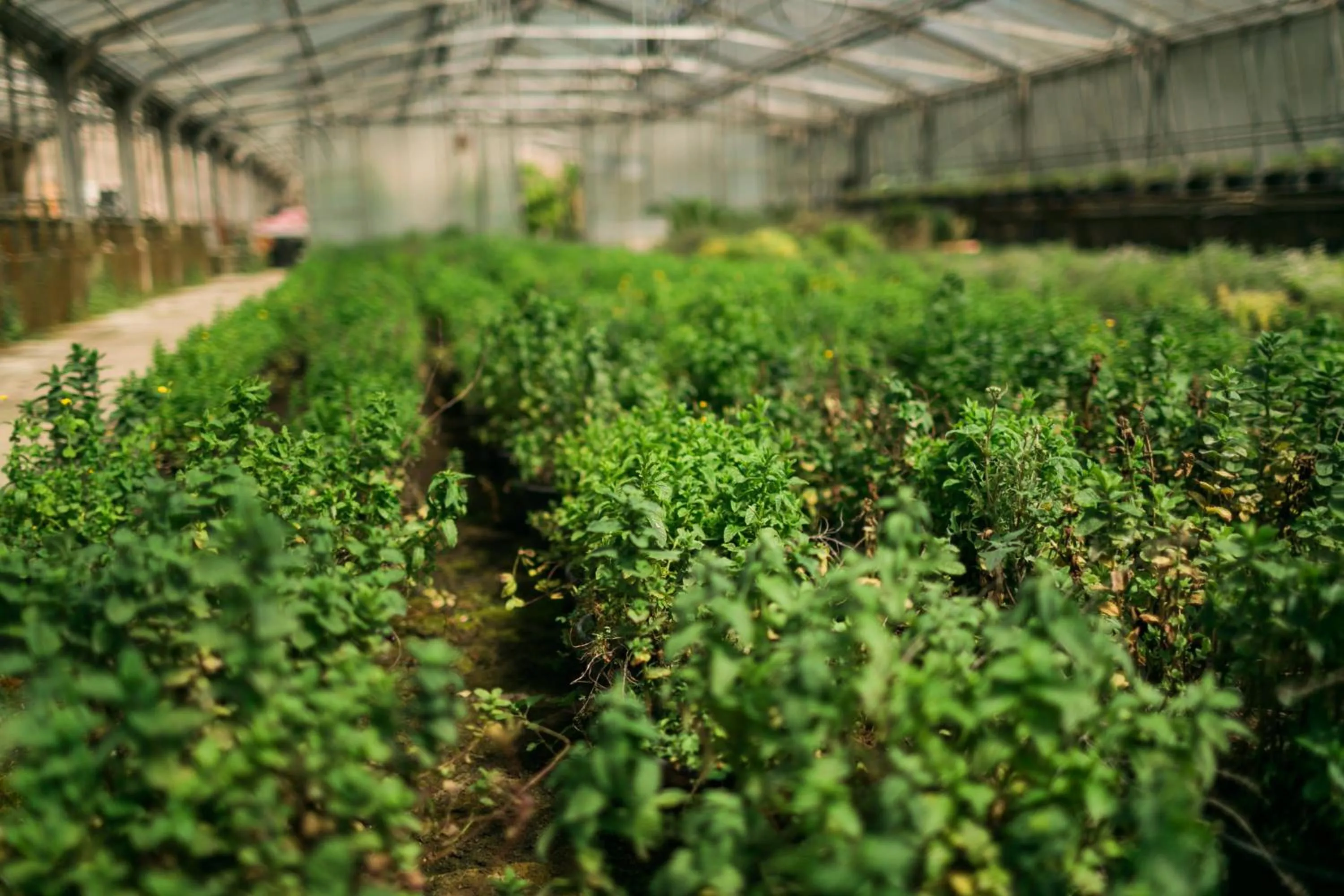 Garden view in Fondo Brugarolo B&B
