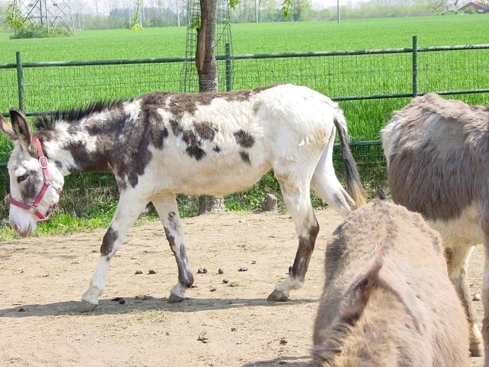 Pets in Fondo Brugarolo B&B