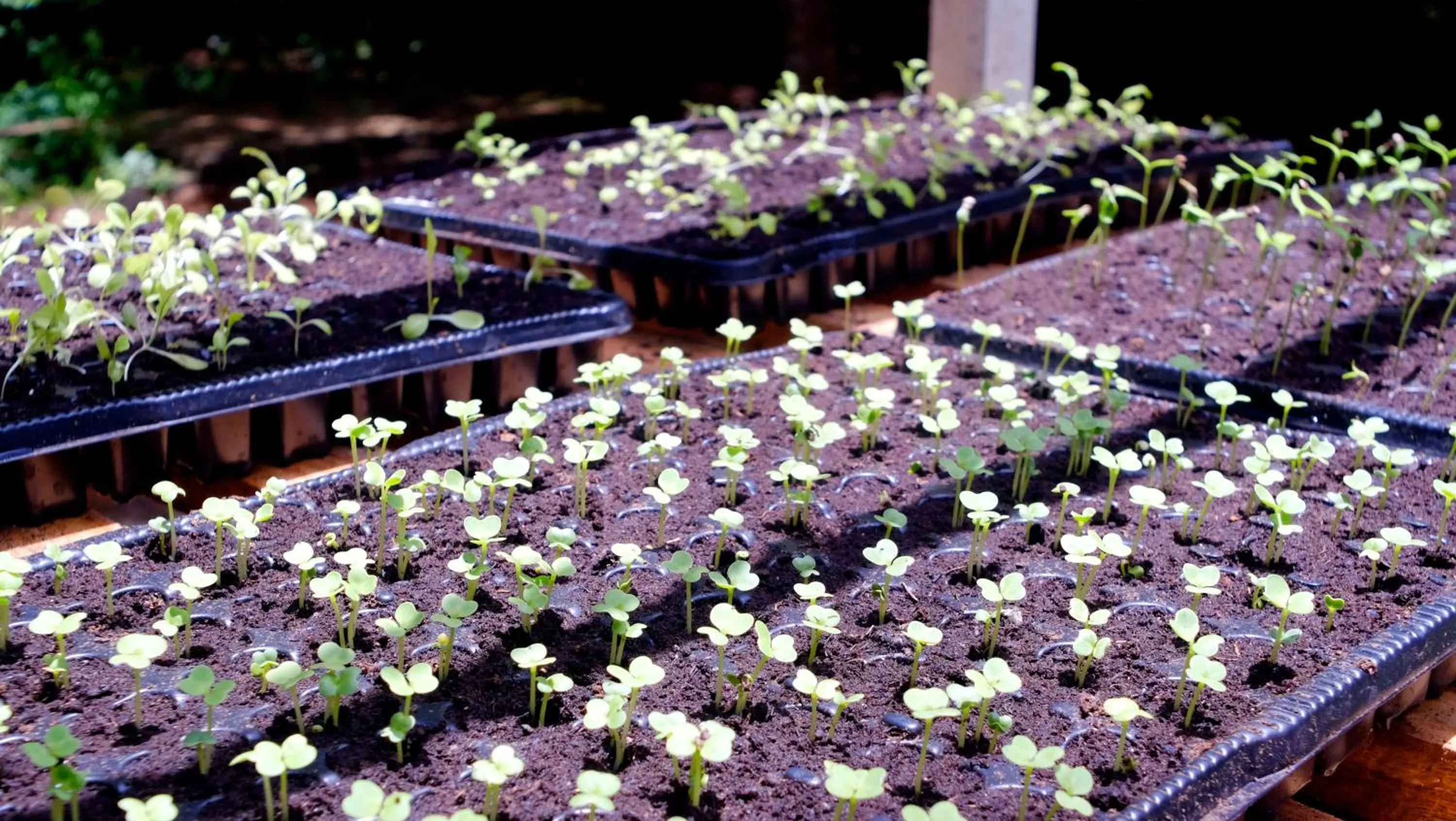 Food in Salty's Kitesurf Village