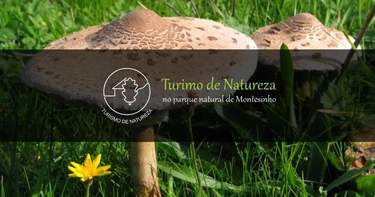 Natural landscape in O Bilhó