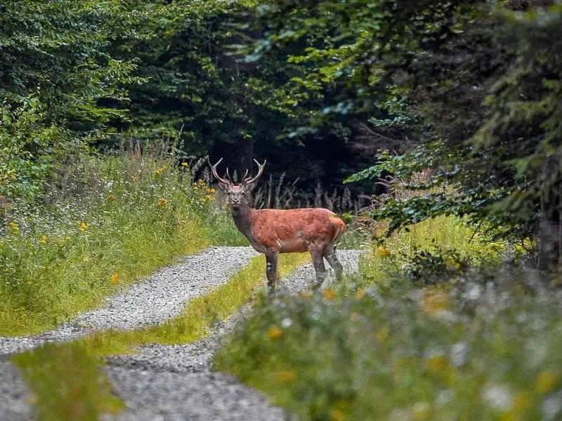 Natural landscape in O Bilhó