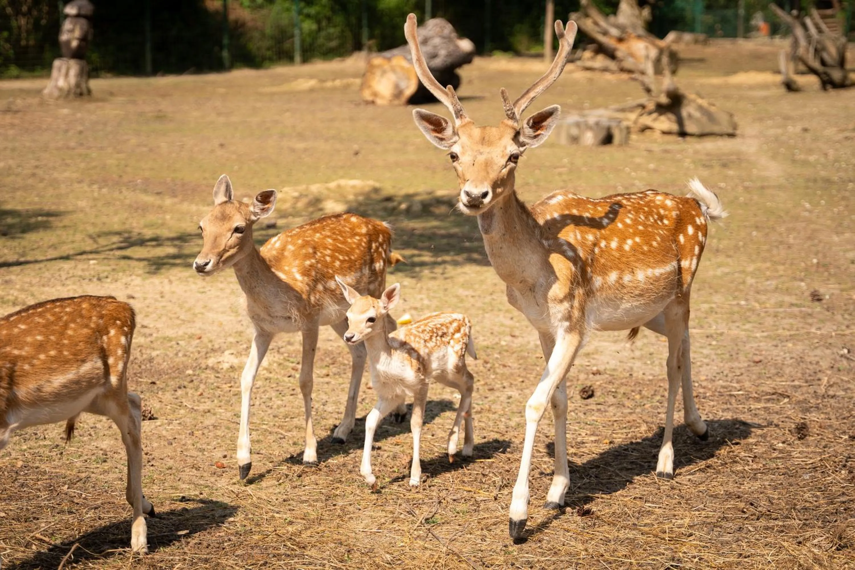 Terme Di Monte Valenza