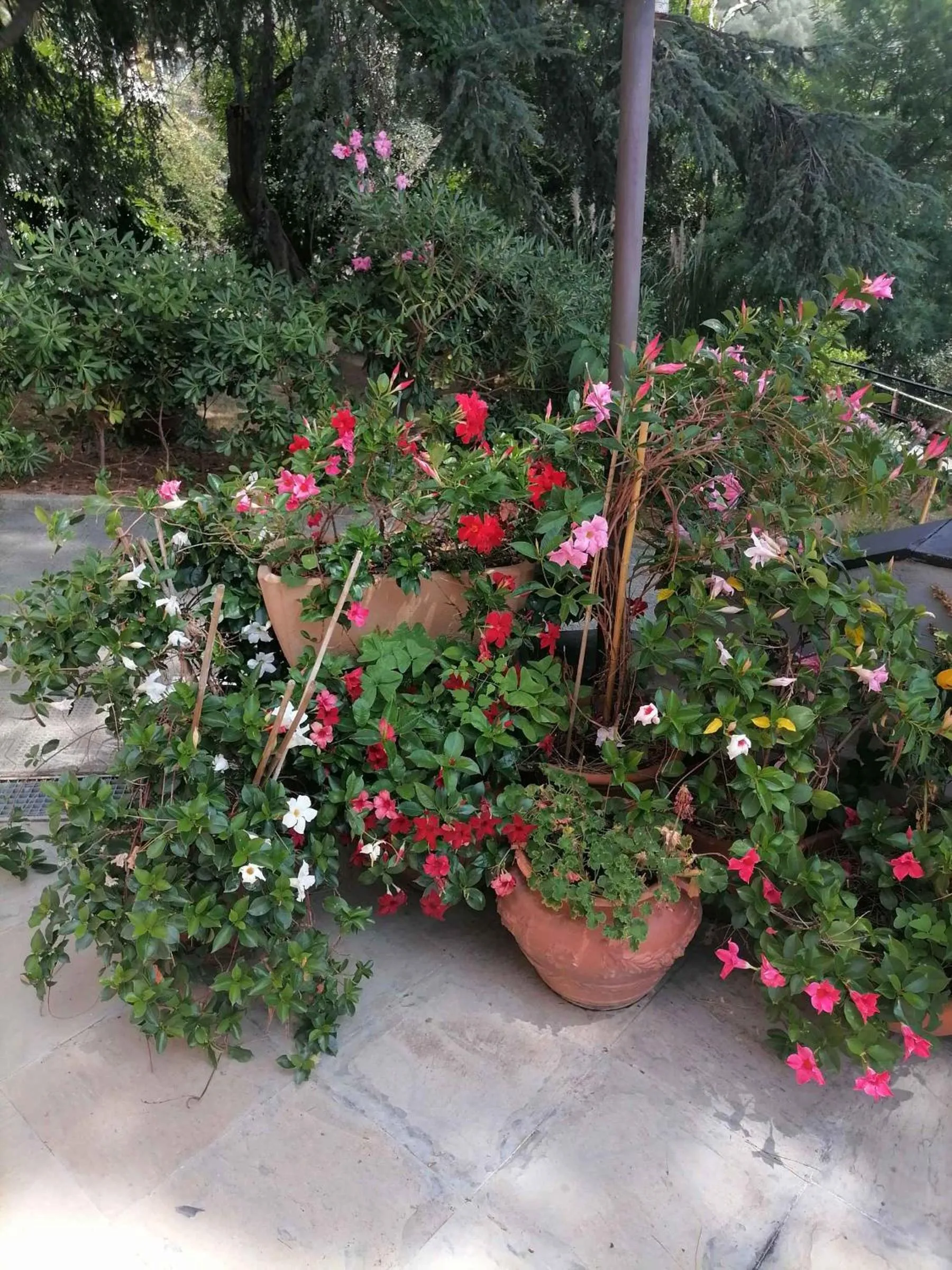 Garden in Villa Rocca Leivi