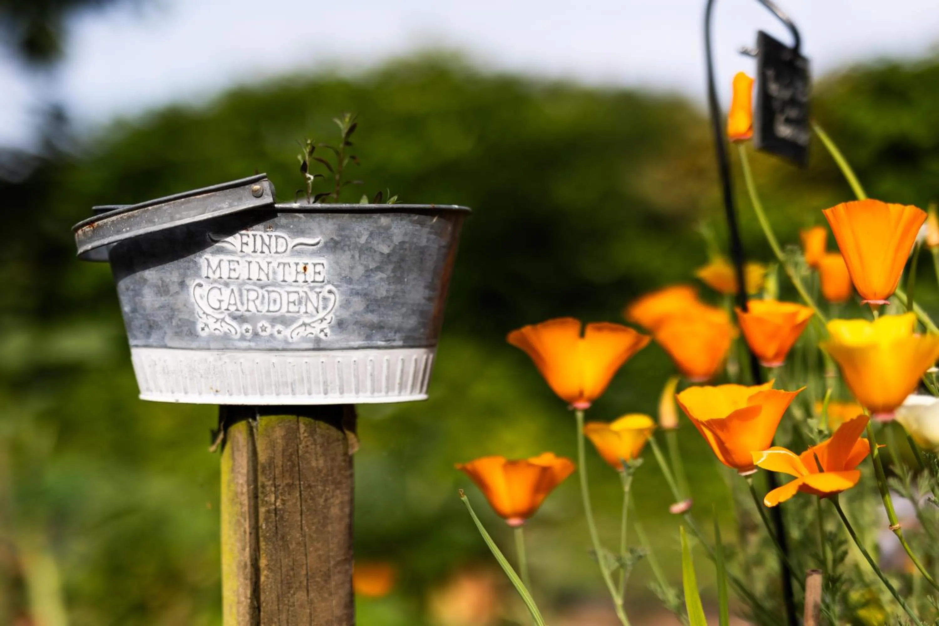 Garden in L'instant jardin
