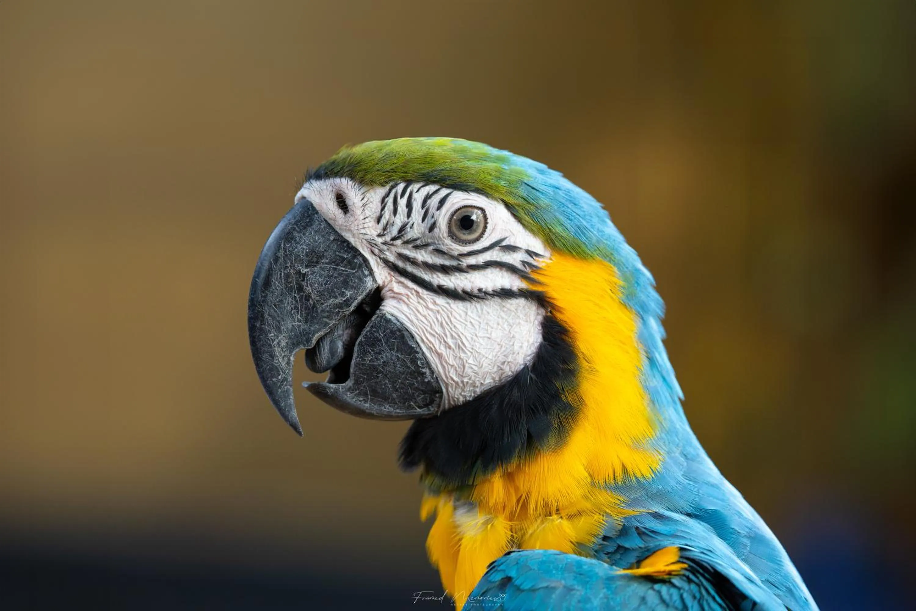 Activities in Royal Plaza Wayanad