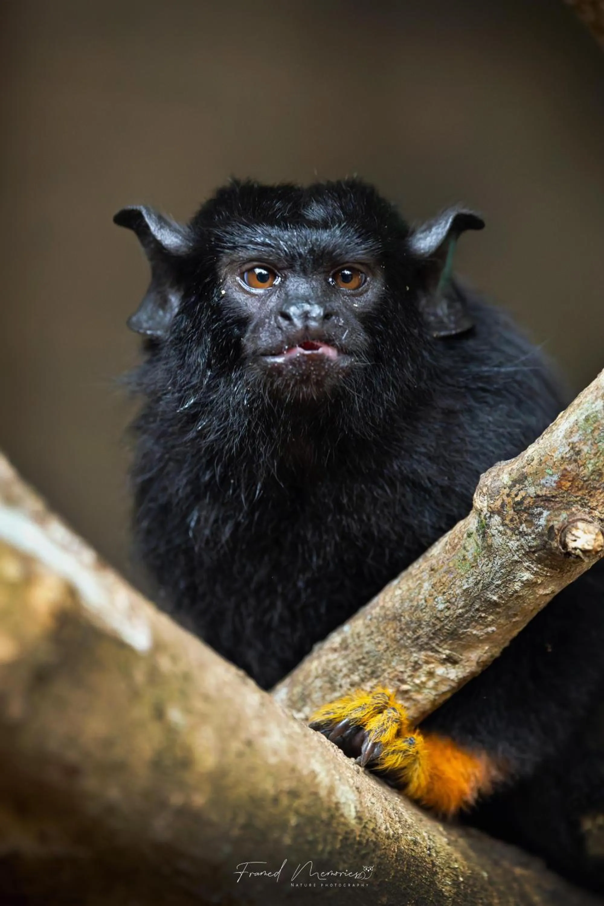 Activities in Royal Plaza Wayanad