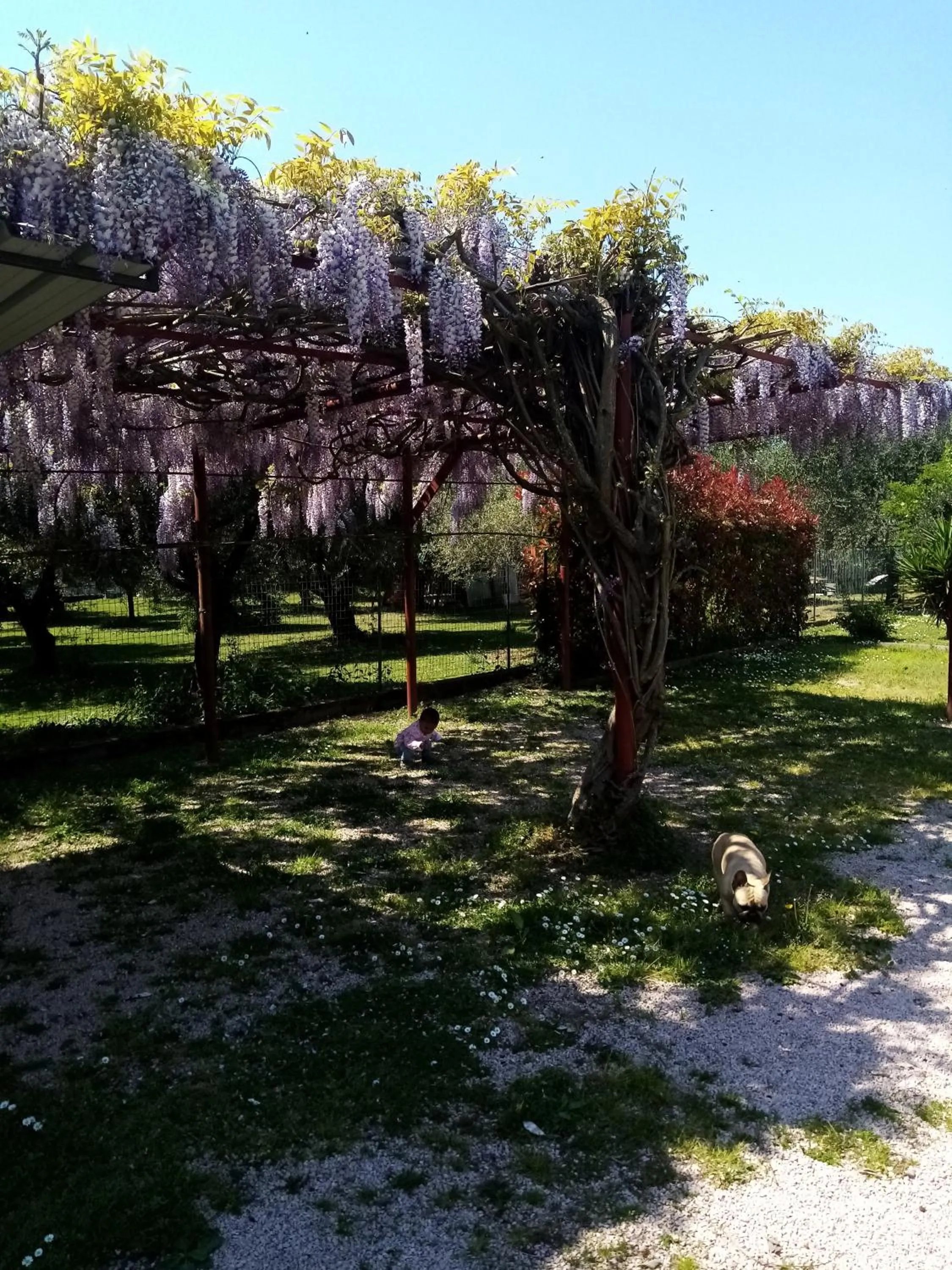 Garden in La Casa Gialla A MONTIGNOSO