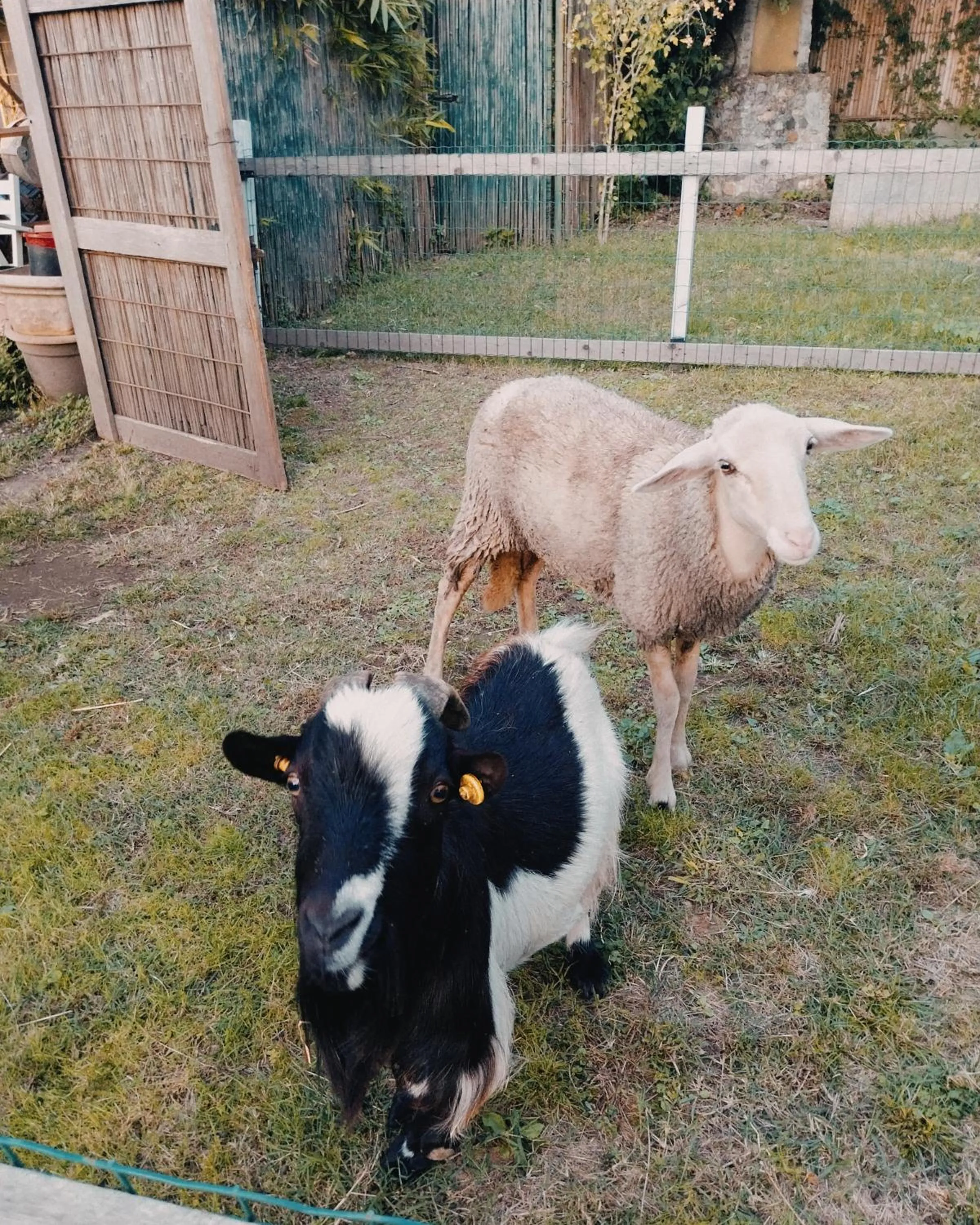 Animals in La Casa Gialla A MONTIGNOSO