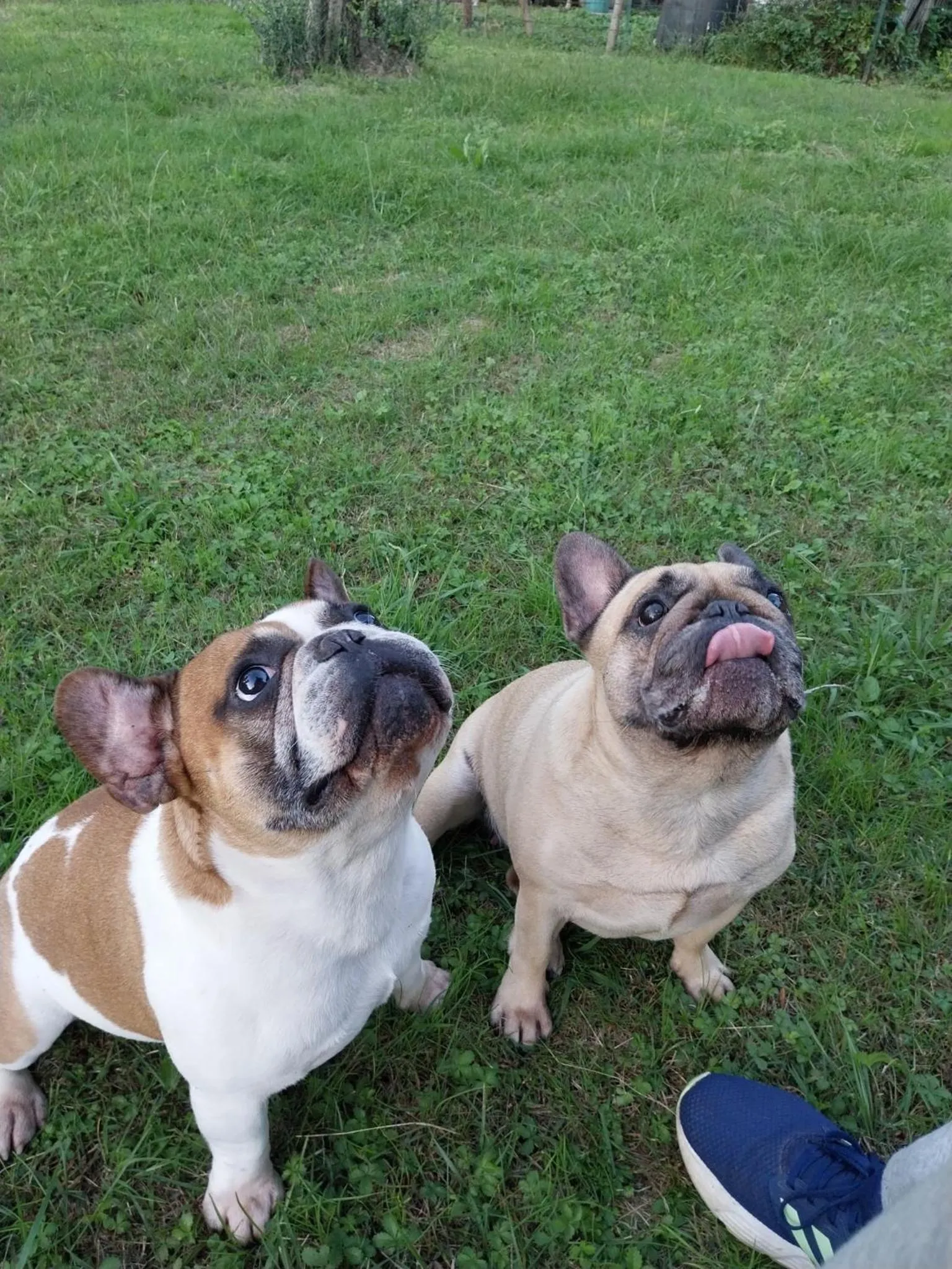 Garden in La Casa Gialla A MONTIGNOSO
