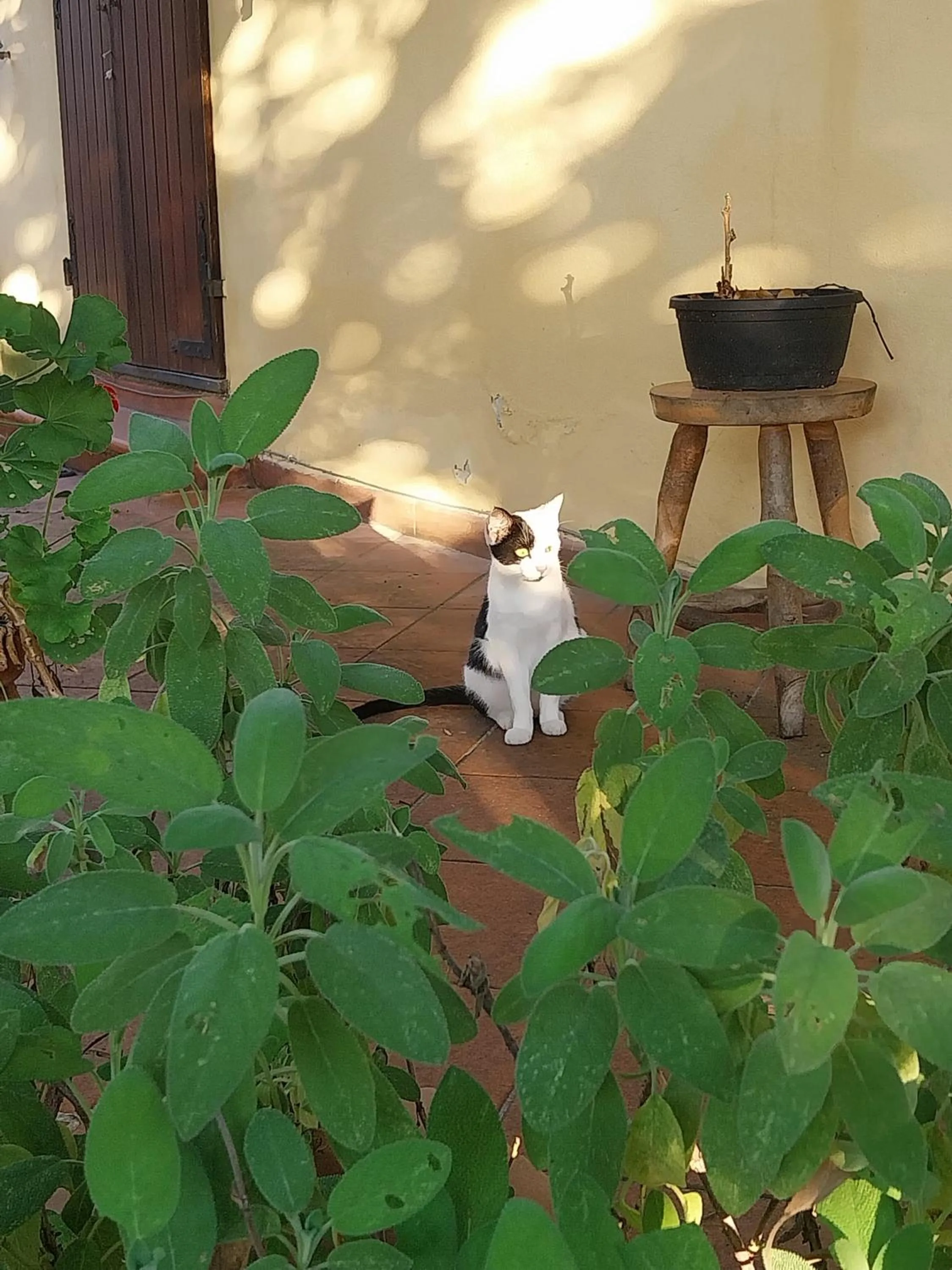 Garden in La Casa Gialla A MONTIGNOSO