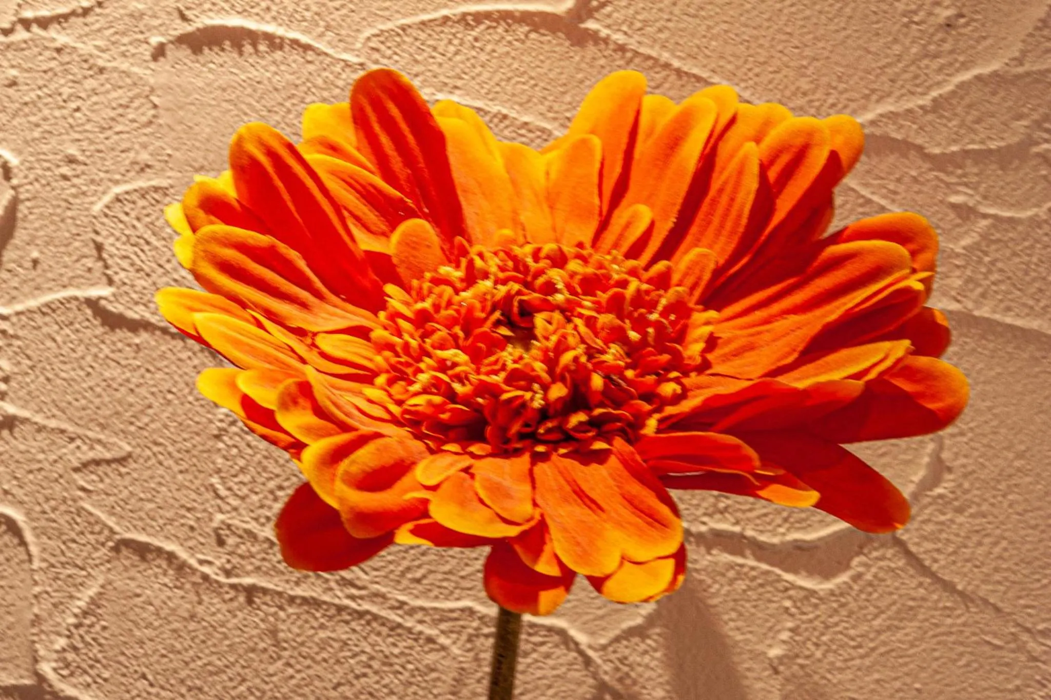 Decorative detail in Y Hostel - Albergue Juvenil