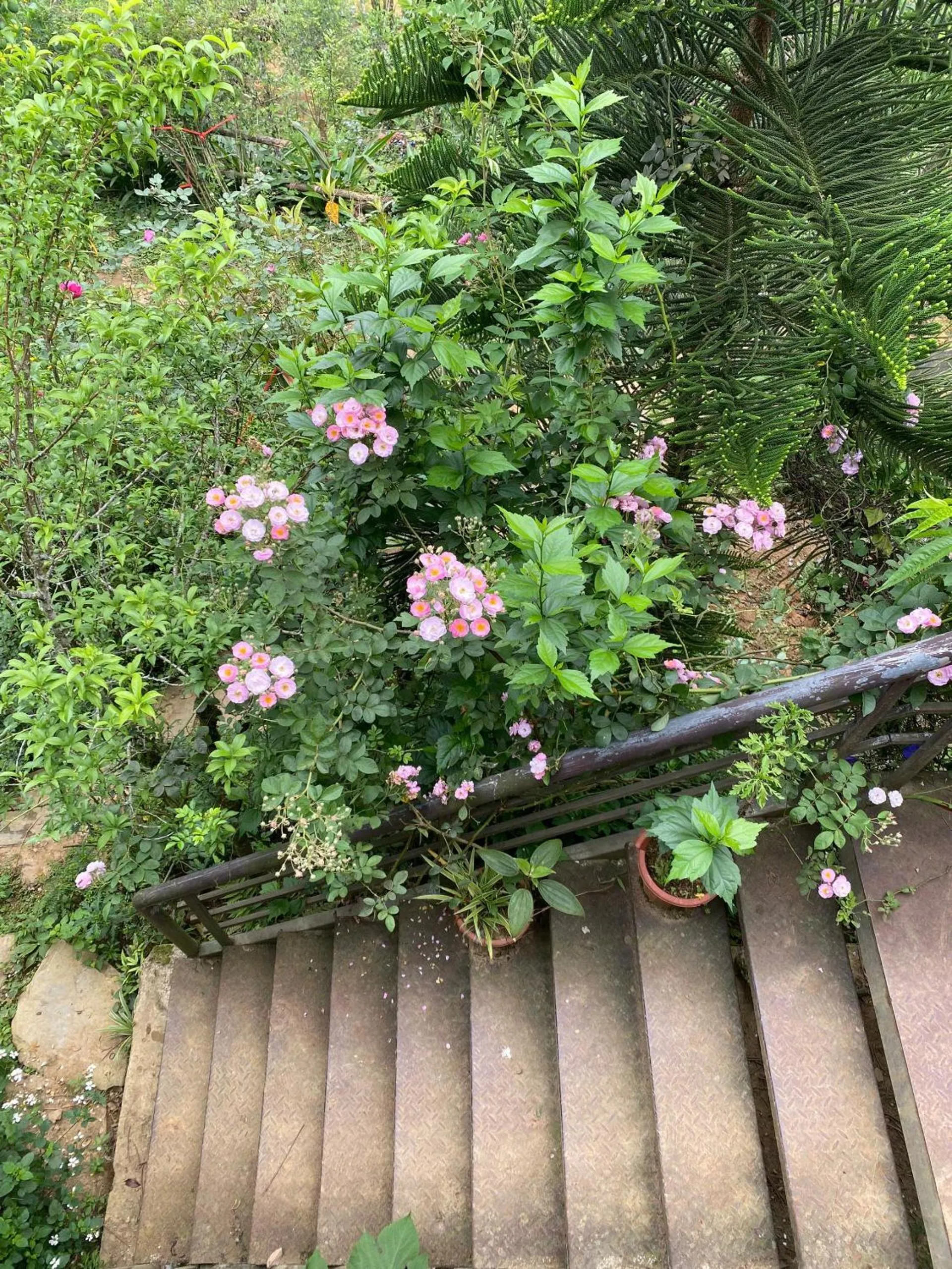 Garden in The Link farmstay