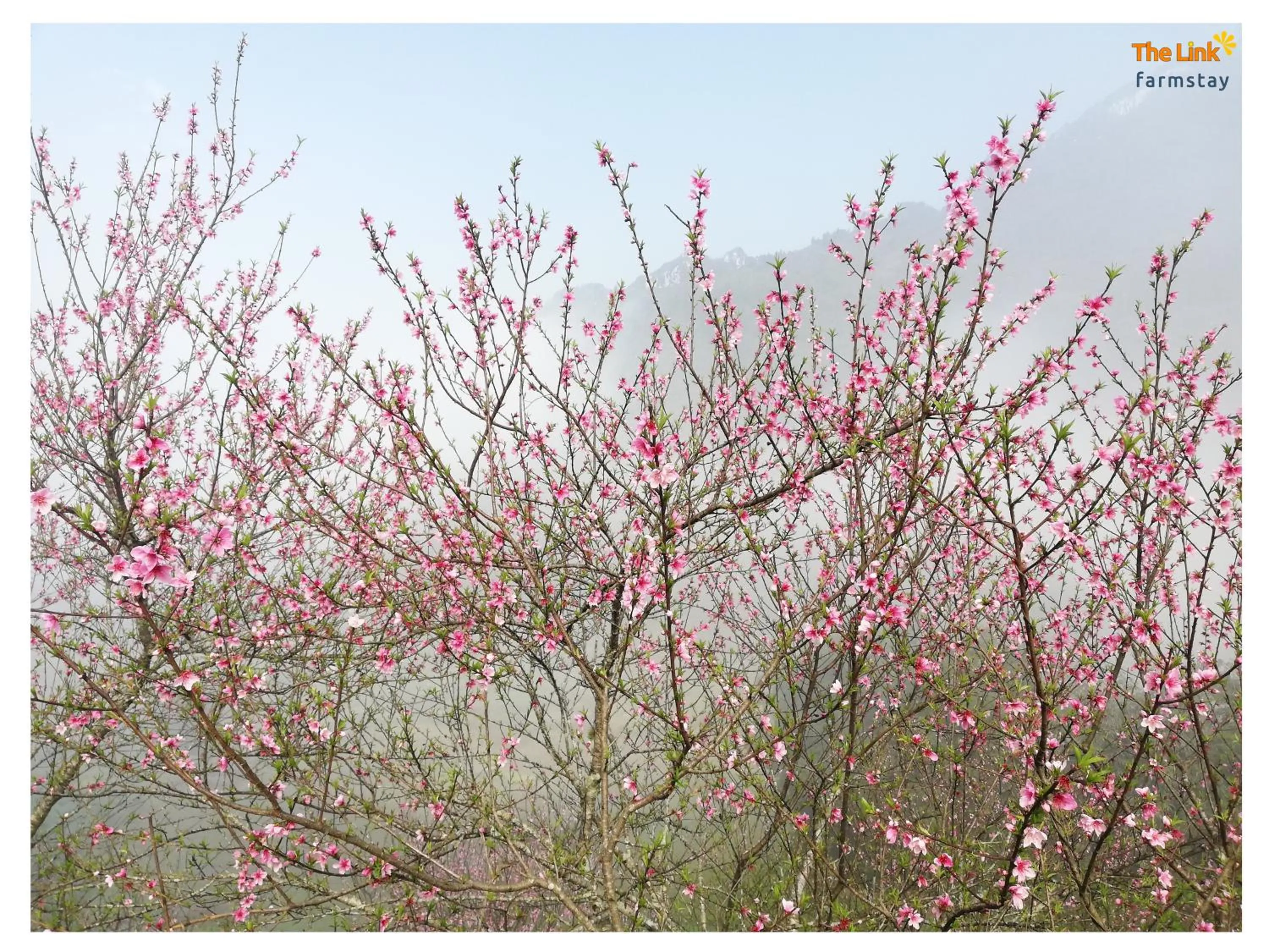 Natural landscape in The Link farmstay