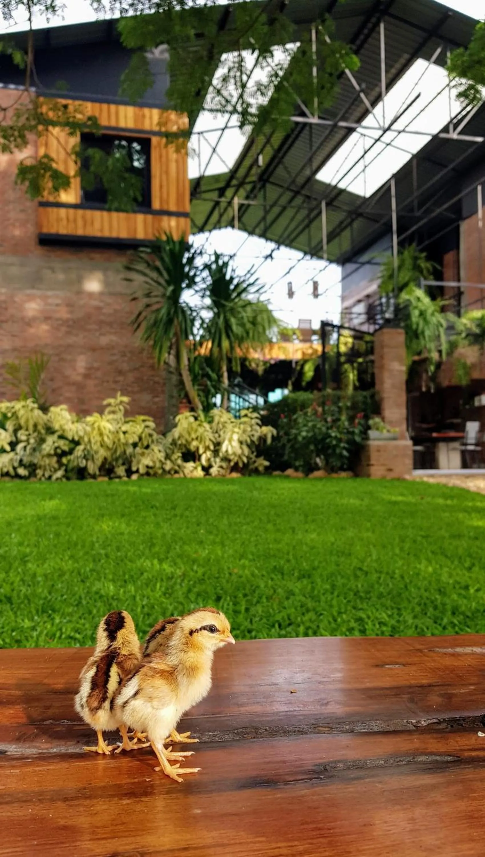 Garden in SuanGlangNa