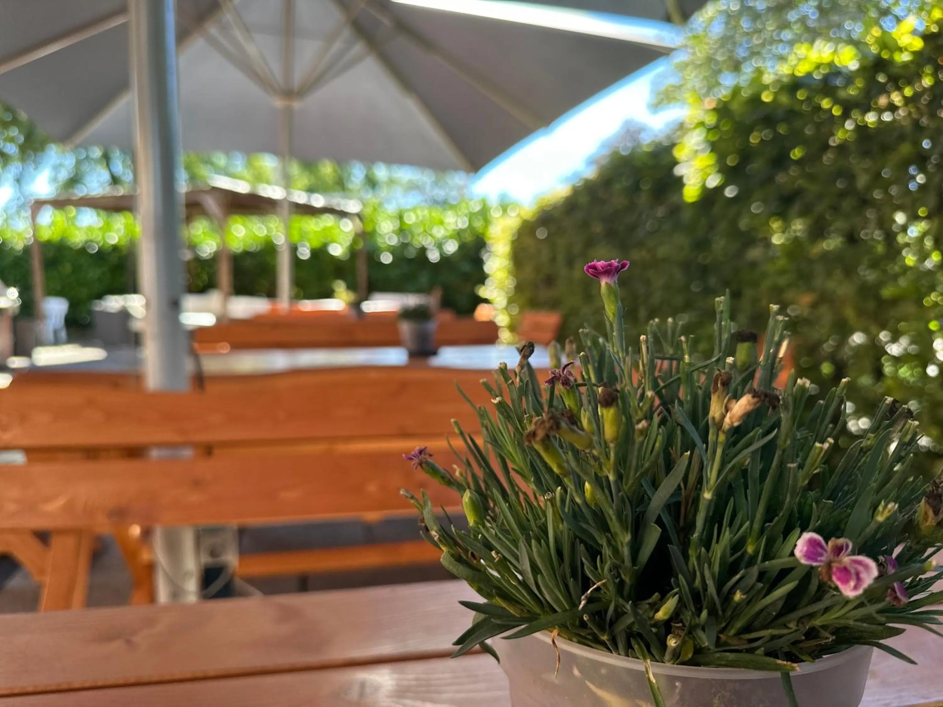 Restaurant/places to eat in Hotel Schultheiss Hameln