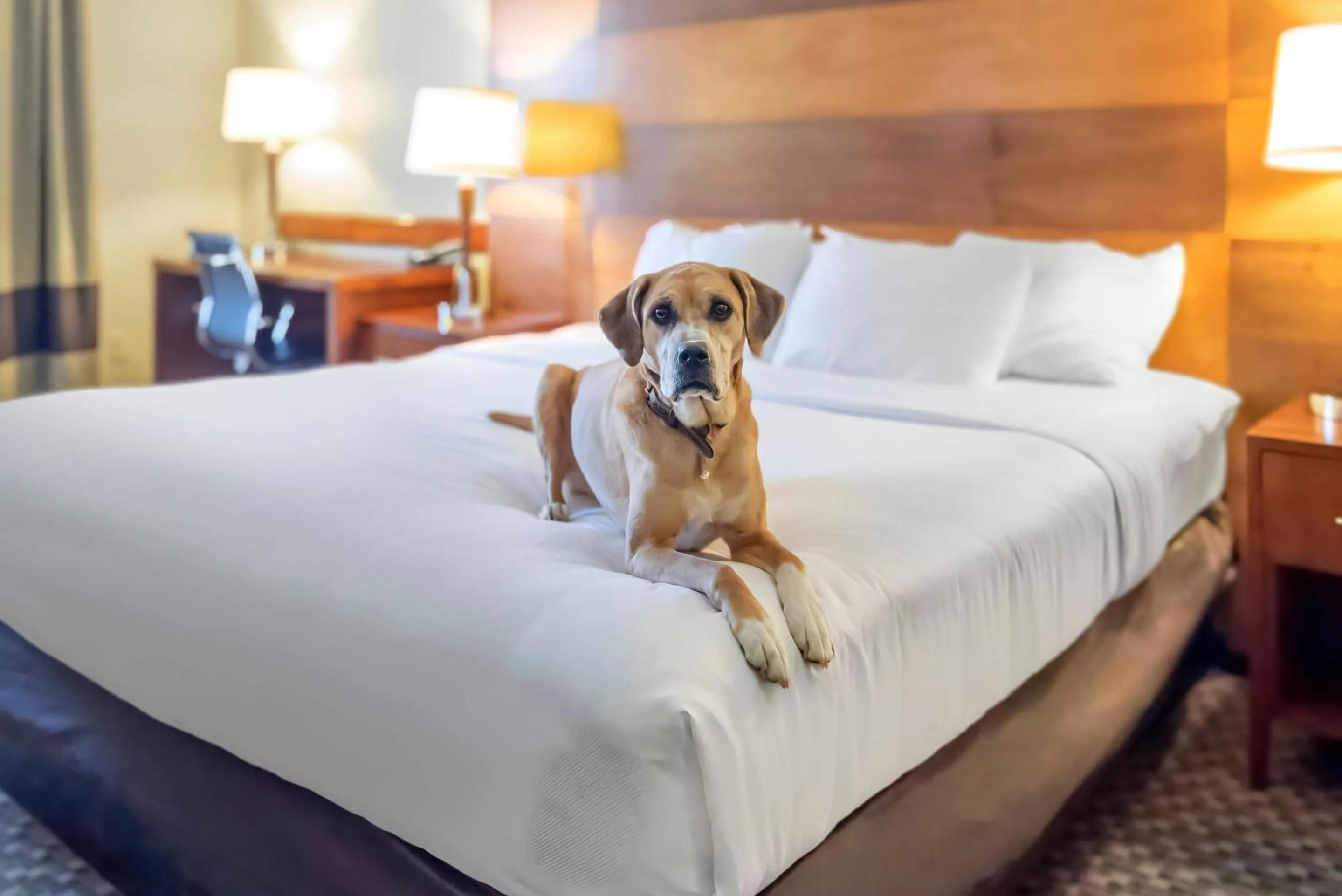 Bedroom, Bed in Comfort Inn & Suites Durango