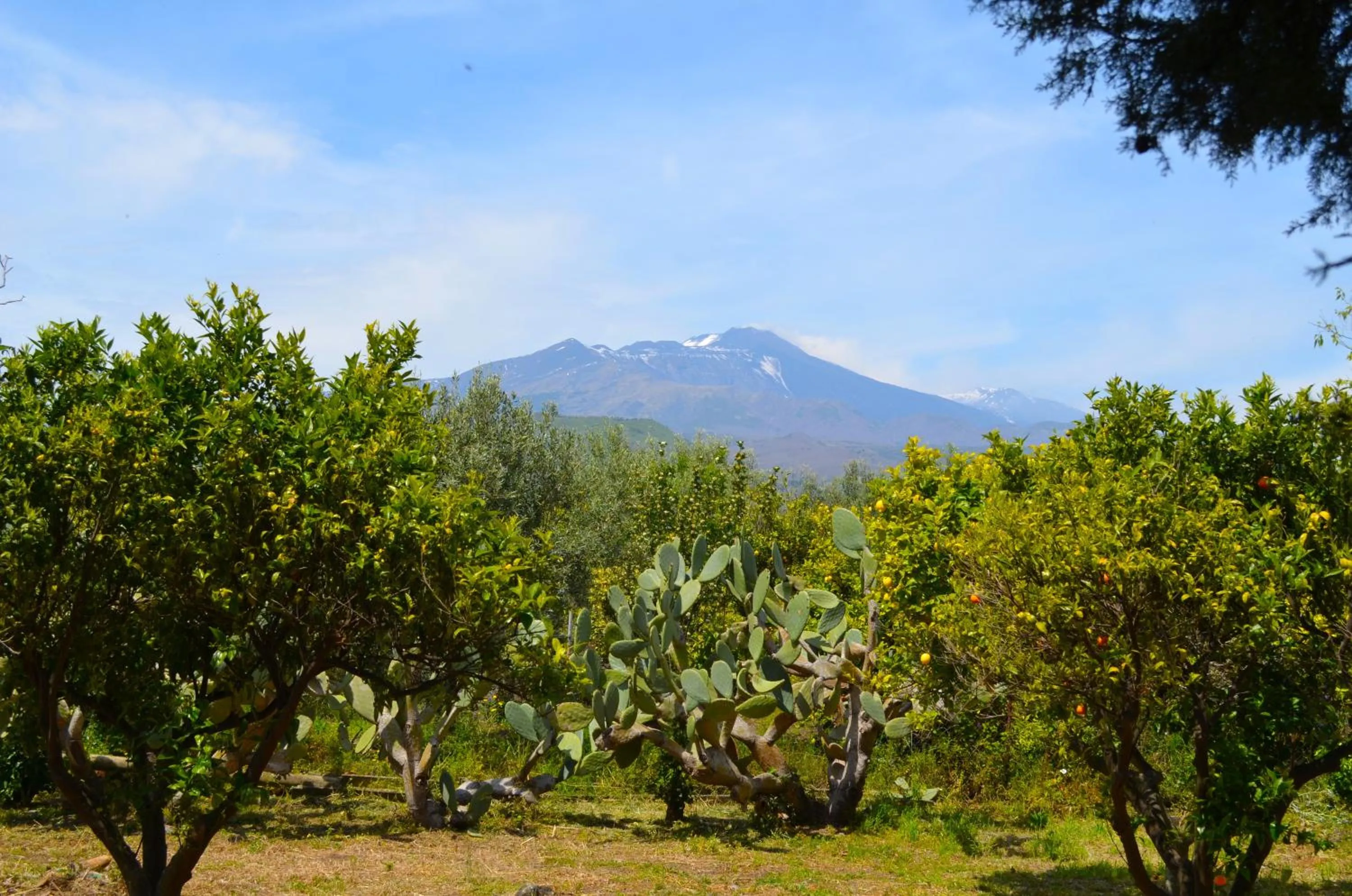 View (from property/room) in Villa Bonaccorso - antica e maestosa villa con piscina ai piedi dell'Etna