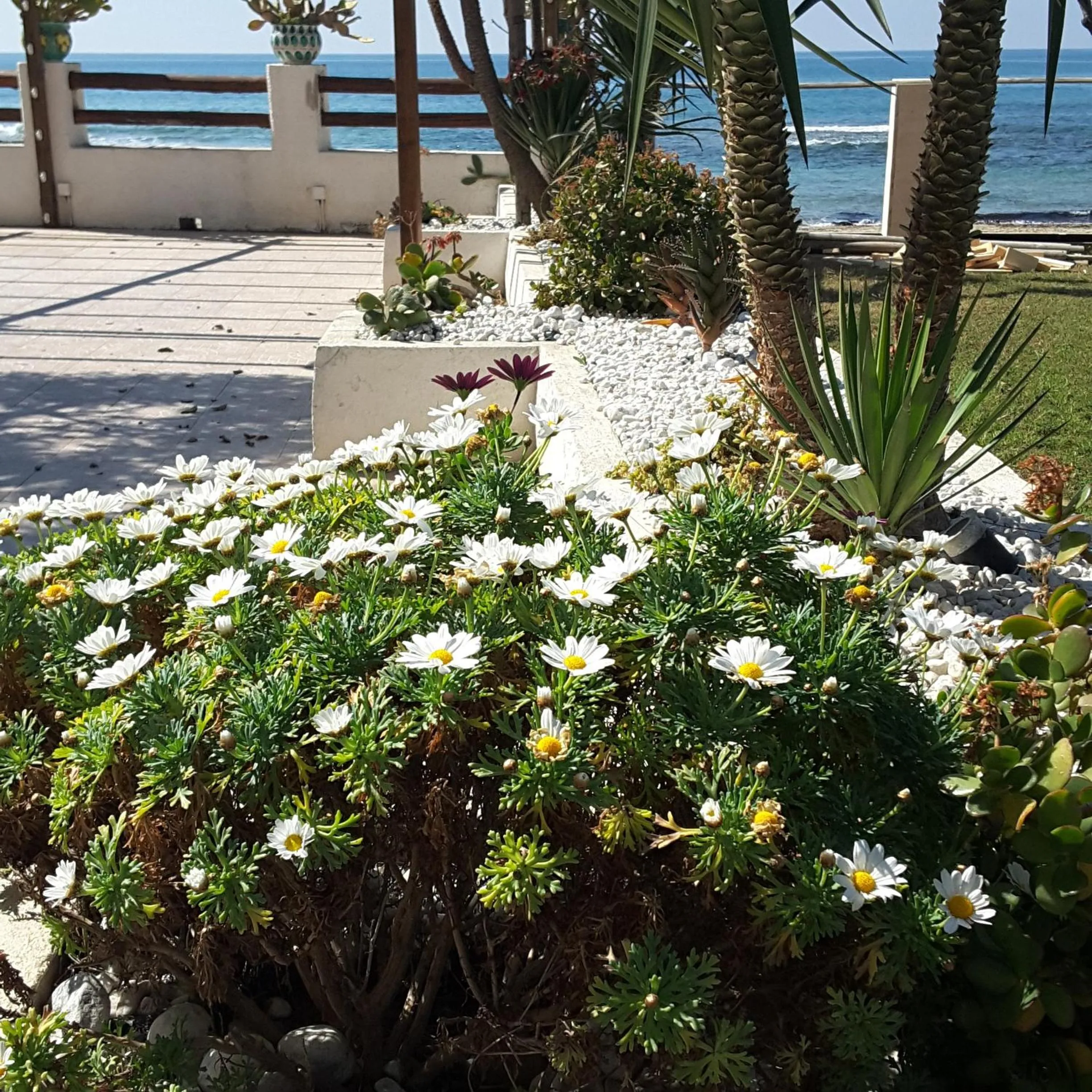 Spring in Hotel e Residence Il Faro Acciaroli