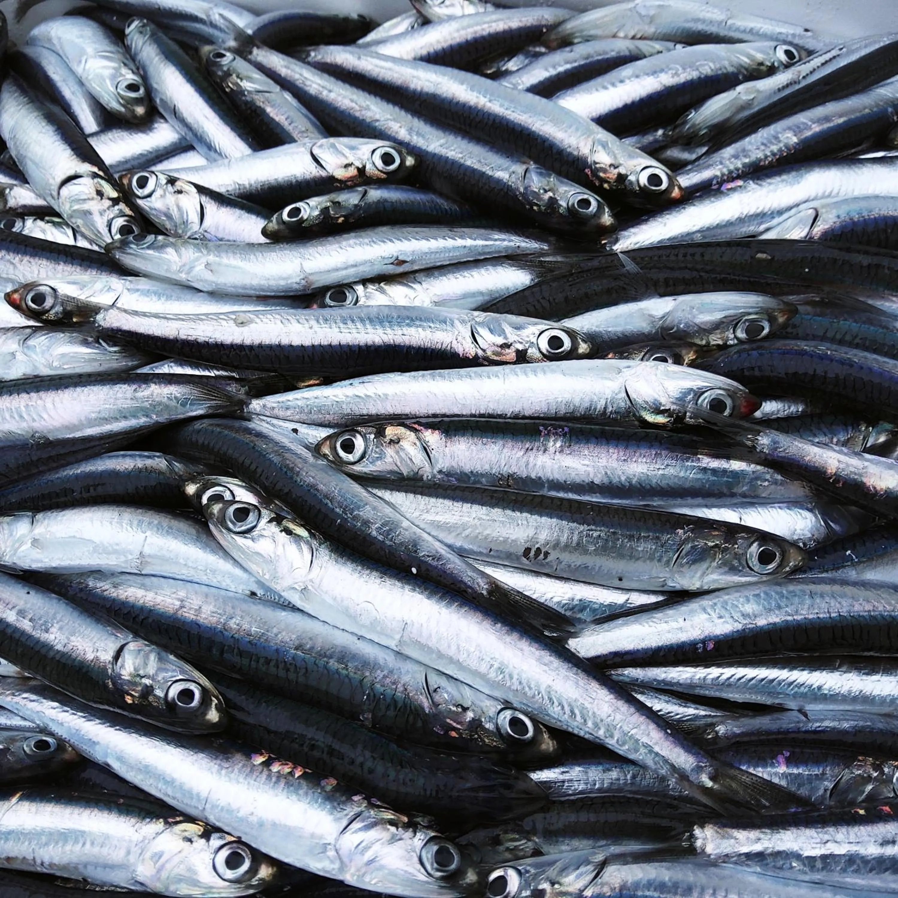 Restaurant/places to eat in Hotel e Residence Il Faro Acciaroli