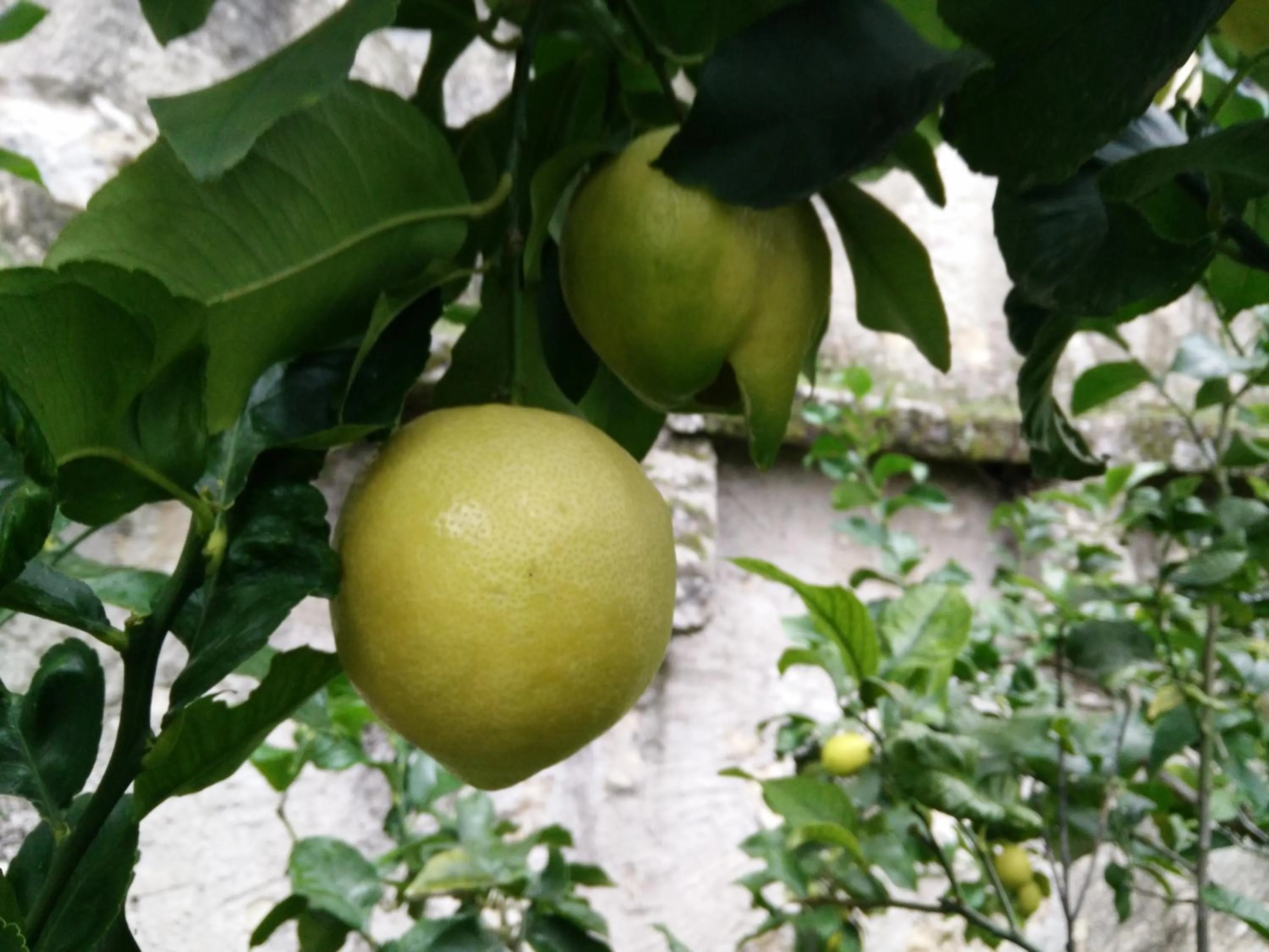 Spring in Torre Degli Ulivi
