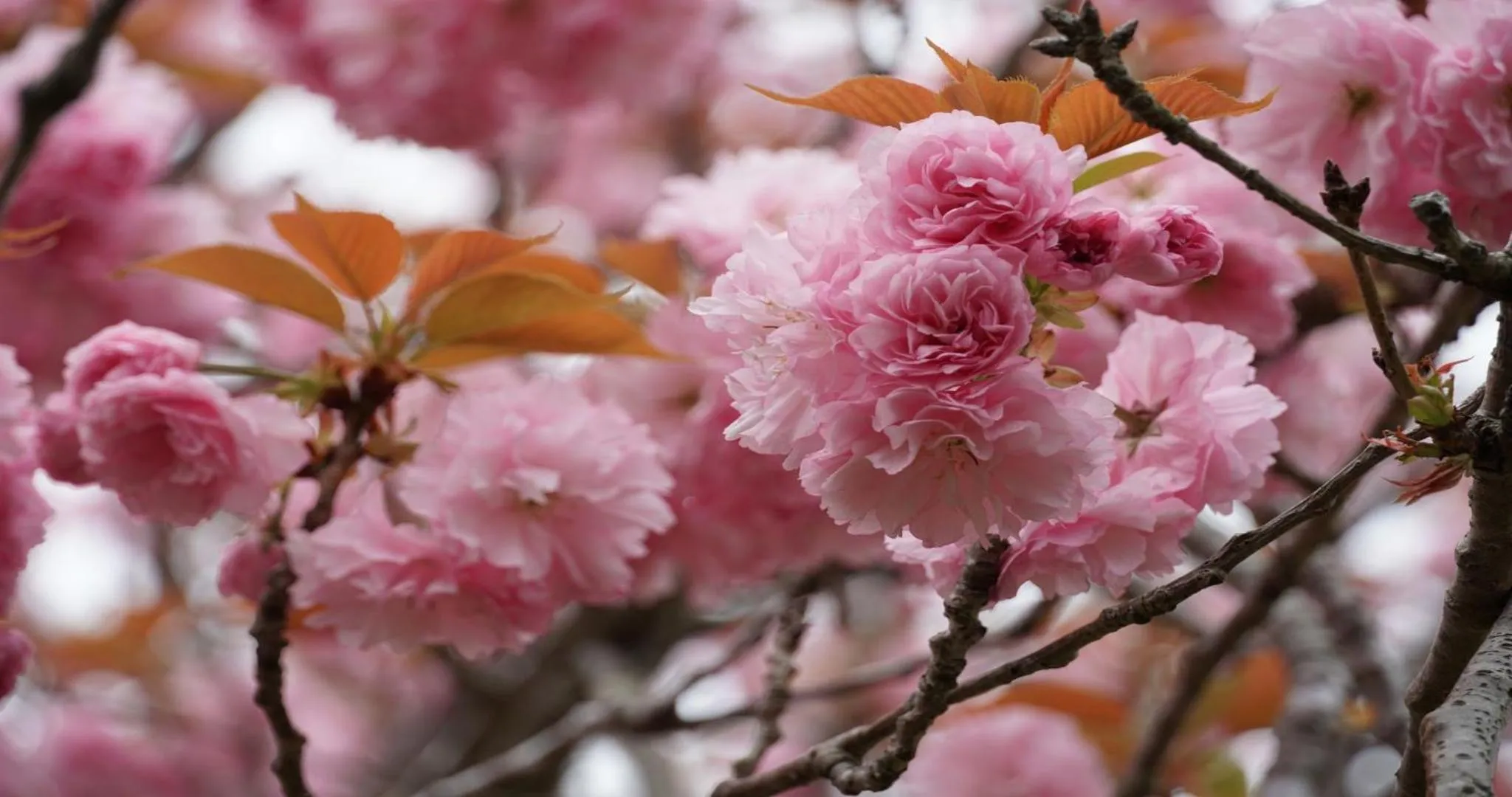 Nearby landmark in KAMENOI HOTEL Itako