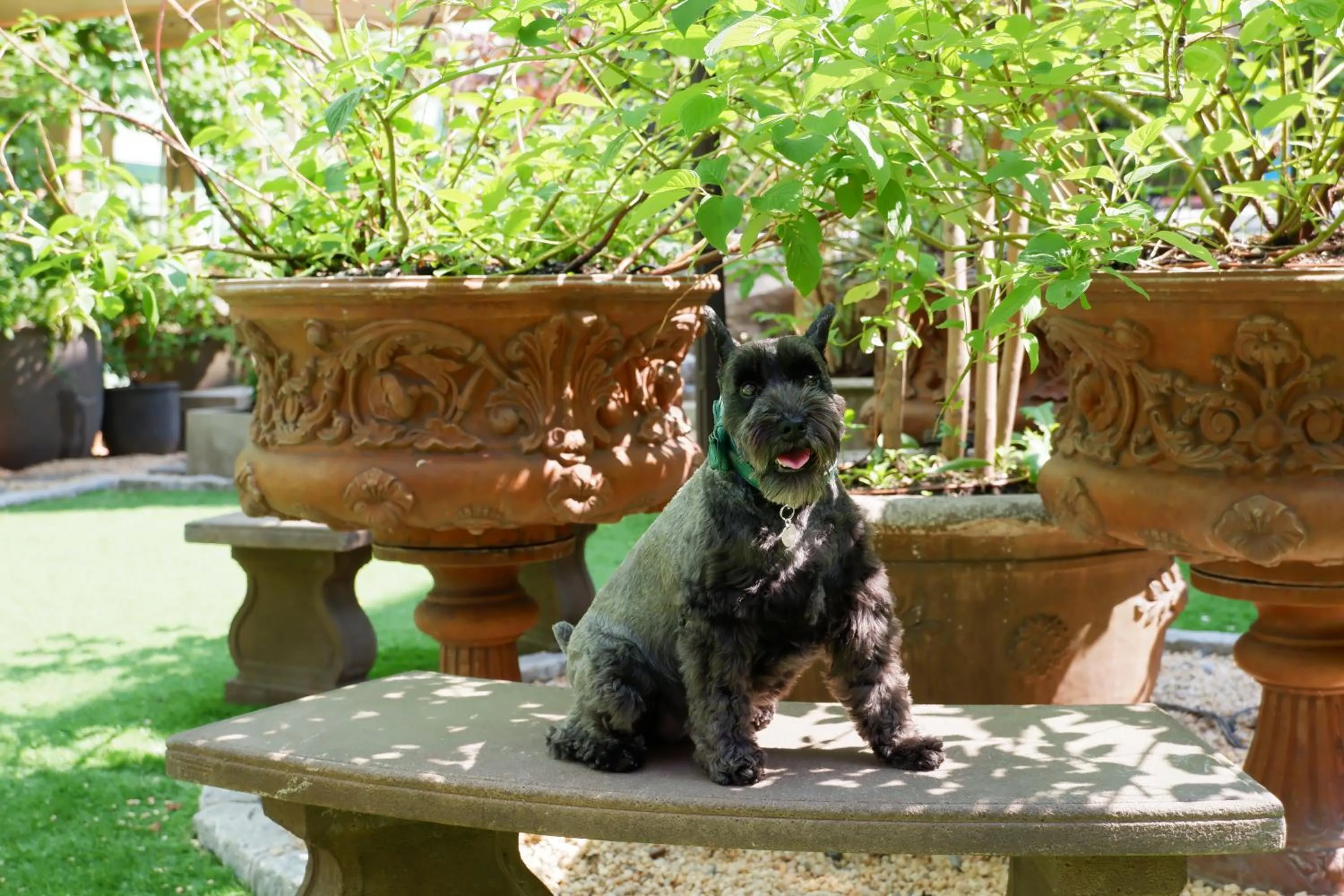 Pets in Soho Grand Hotel