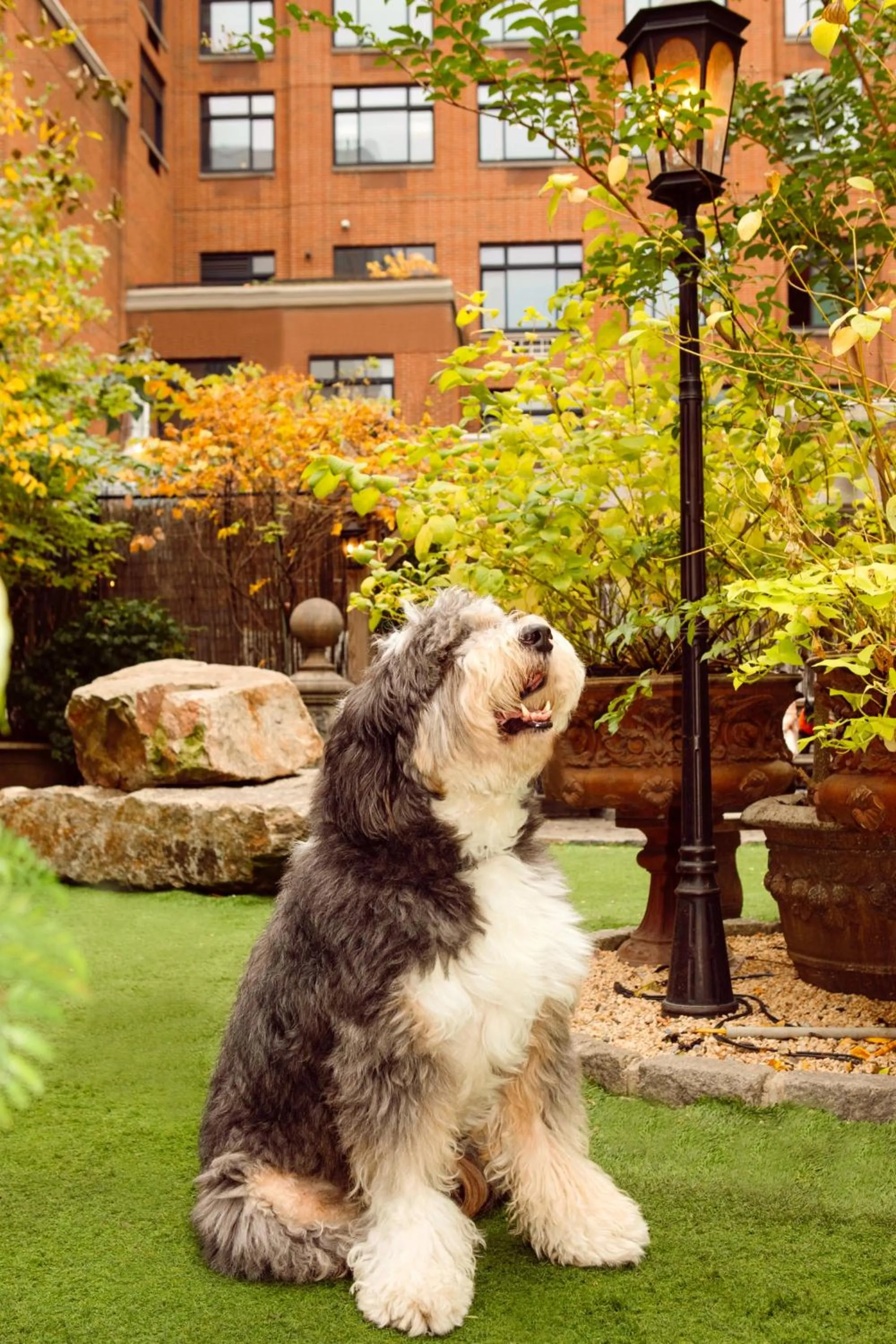 Pets in Soho Grand Hotel